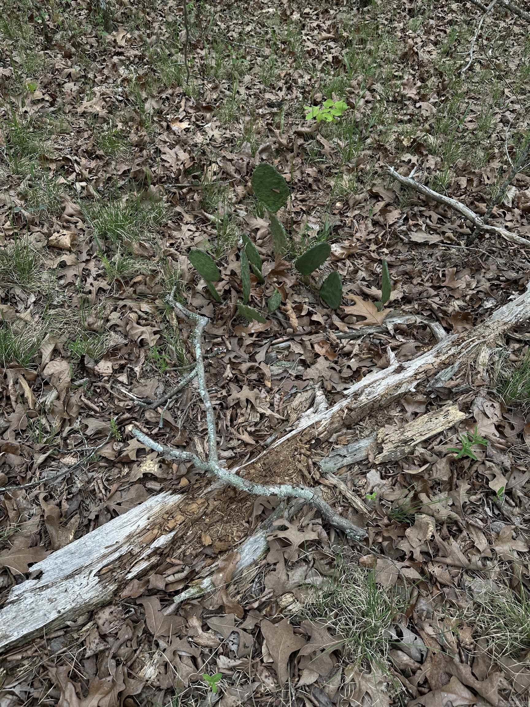 Nice spot close to Magic Springs, Gulpha Gorge and downtown. Build your dream home and be close to town but with a country feel. Close to the highway with easy access to I30.