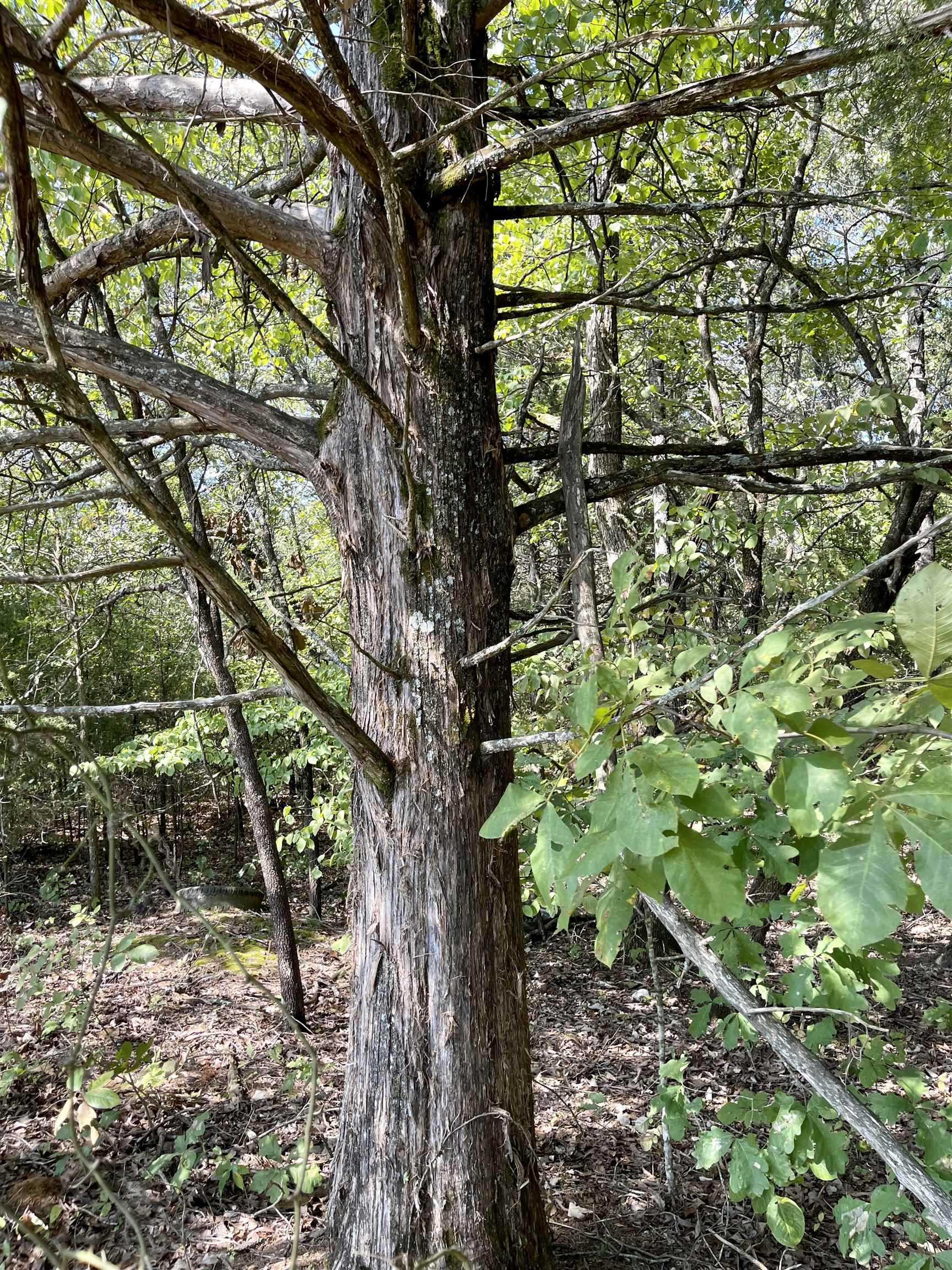 TAYLOR FOSTER BRANCH - Land