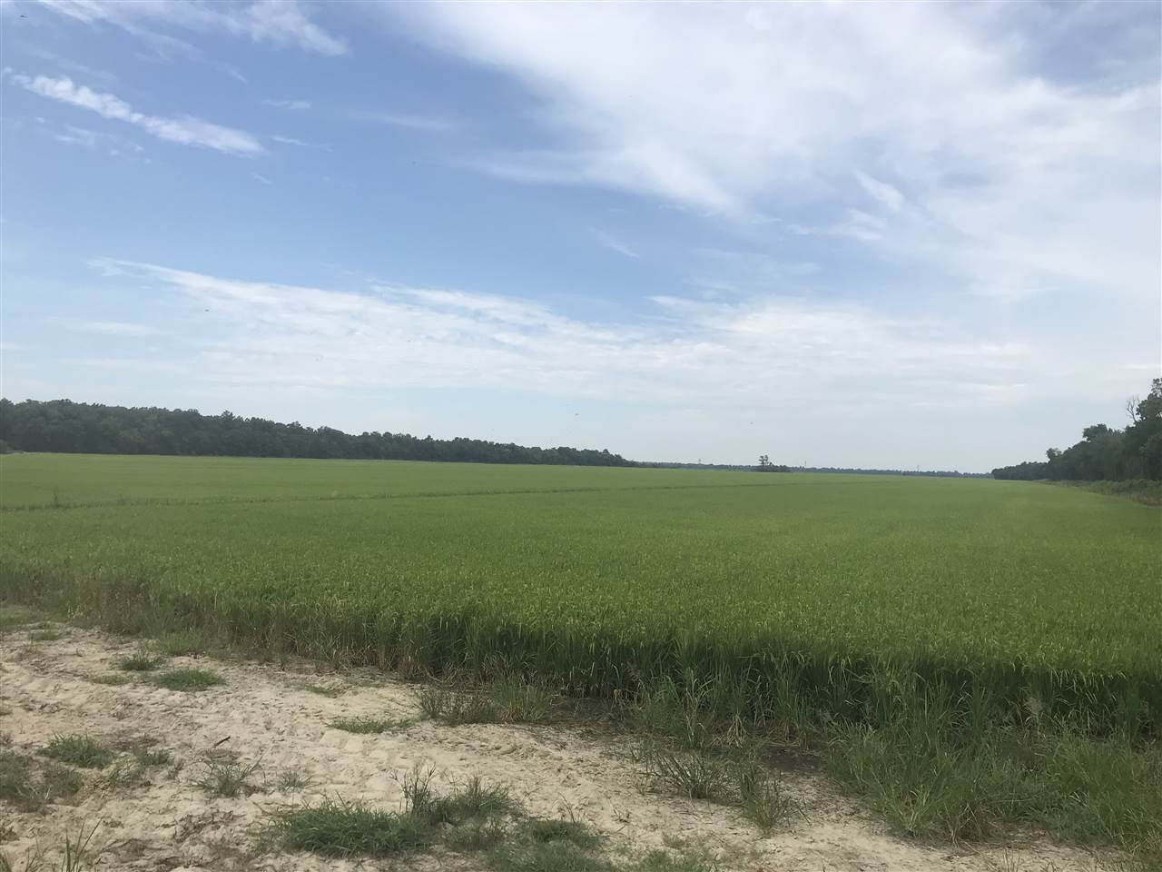 380 acre rice farm with prime duck and deer hunting.  Precision leveled and irrigated with two relifts from the bordering Cache River.  Due to the farms proximity to the Cache River, this property has the ability to utilize the irrigation system to flood and evacuate water at a fraction of the cost.
