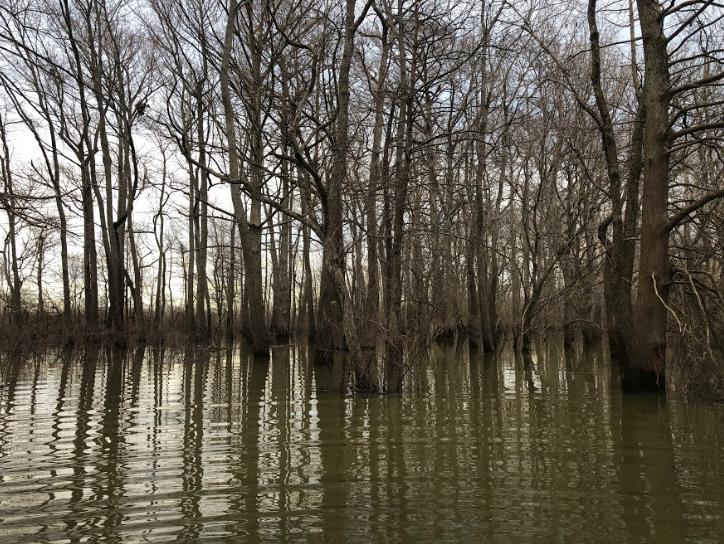 Searcy - Land