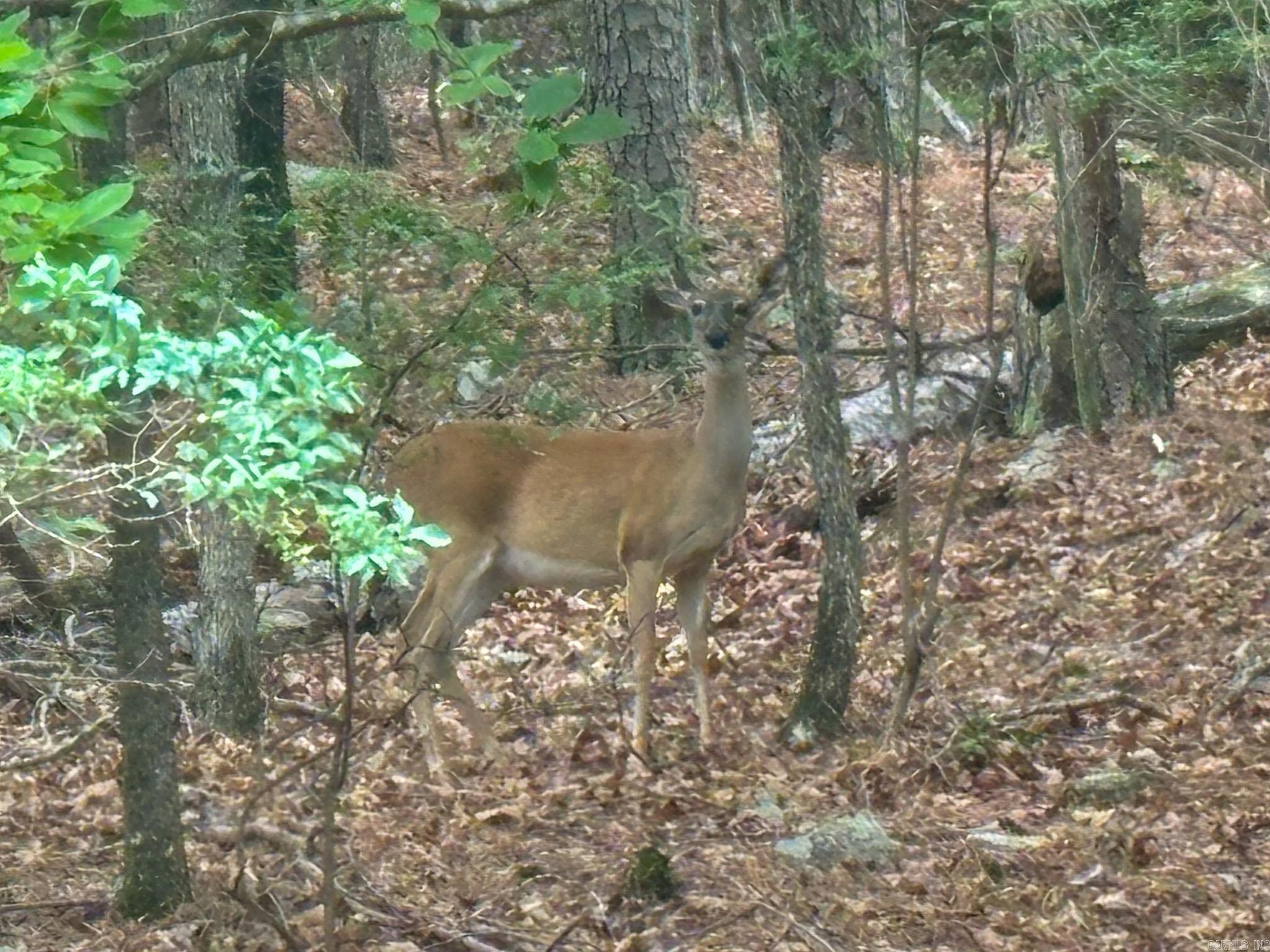 This 2.52 +/- acre lot in the highly sought-after Mountain Harbor Resort offers a flat location to build your home or cabin less than 1 mile from one of America's cleanest and most beautiful lakes, Lake Ouachita.  Nestled in the prestigious Mountain Harbor community on Lake Ouachita, this spacious lot provides privacy, natural beauty, and access to resort amenities. The Ouachita National Forest also surrounds the area.   Imagine waking up to forest views, launching your boat from the resort's award-winning marina, or spending days exploring over 600 miles of pristine shoreline. Mountain Harbor Resort & Spa delivers a true resort lifestyle amazing amenities including:  One of the largest inland marinas on the lake Boat rentals, fuel, and full marina services Turtle Cove Spa for relaxation Multiple swimming pools On-site dining at the Lodge Restaurant Proximity to hiking and biking trails (including the Lake Ouachita Vista Trail) Located just 30-35 minutes west of Hot Springs and about 15 minutes from Mount Ida, this lot combines the best of lakeside living with easy access to dining, shopping, and Oaklawn Racing & Casino.