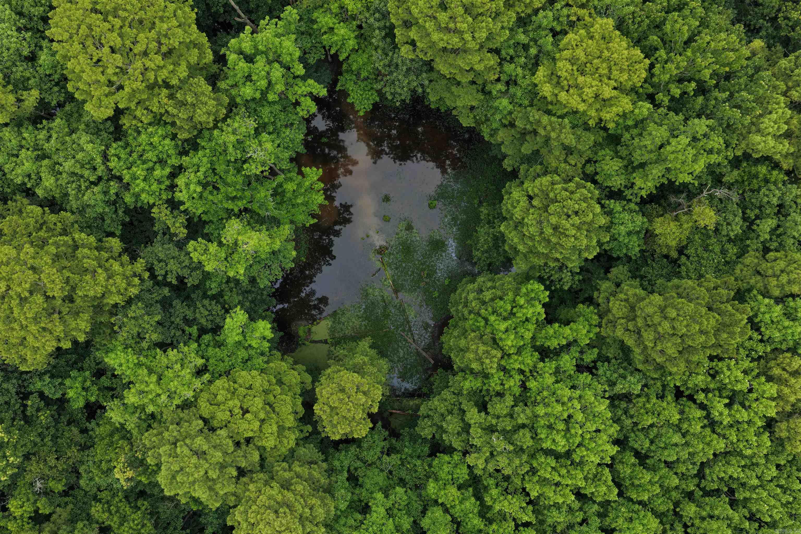Tucked into the Cache River corridor just east of Gregory, this +/- 15-acre flooded timber tract in Woodruff County is a legitimate duck hunting destination. A slough connected to the Cache River and Moore Creek keeps water on the property year-round — a critical advantage in this market. The steel-framed elevated blind seats four comfortably, accommodates up to six, and features a rear ATV ramp that loads one to two machines directly inside. A gravel parking area sits approximately 400 yards out, with ATV access to the blind when water allows. When it's high, you wade in — which is when the hunting is best anyway. Cypress and green timber make up the canopy. Ag fields 500-800 yards to the west and southwest drive consistent waterfowl movement through the timber. The property has been privately hunted by the owner and close friends only — low pressure with birds that haven't been pushed. Adjacent to Rex Hancock-Black Swamp WMA. Private ingress/egress Land Use Permit Agreement with AGFC in place. Whitetail and hogs confirmed via game cameras. Outhouse on site. Deed and parcel confirmed at  +/- 15 acres. To schedule a visit, contact John Houston at 501-858-2411.