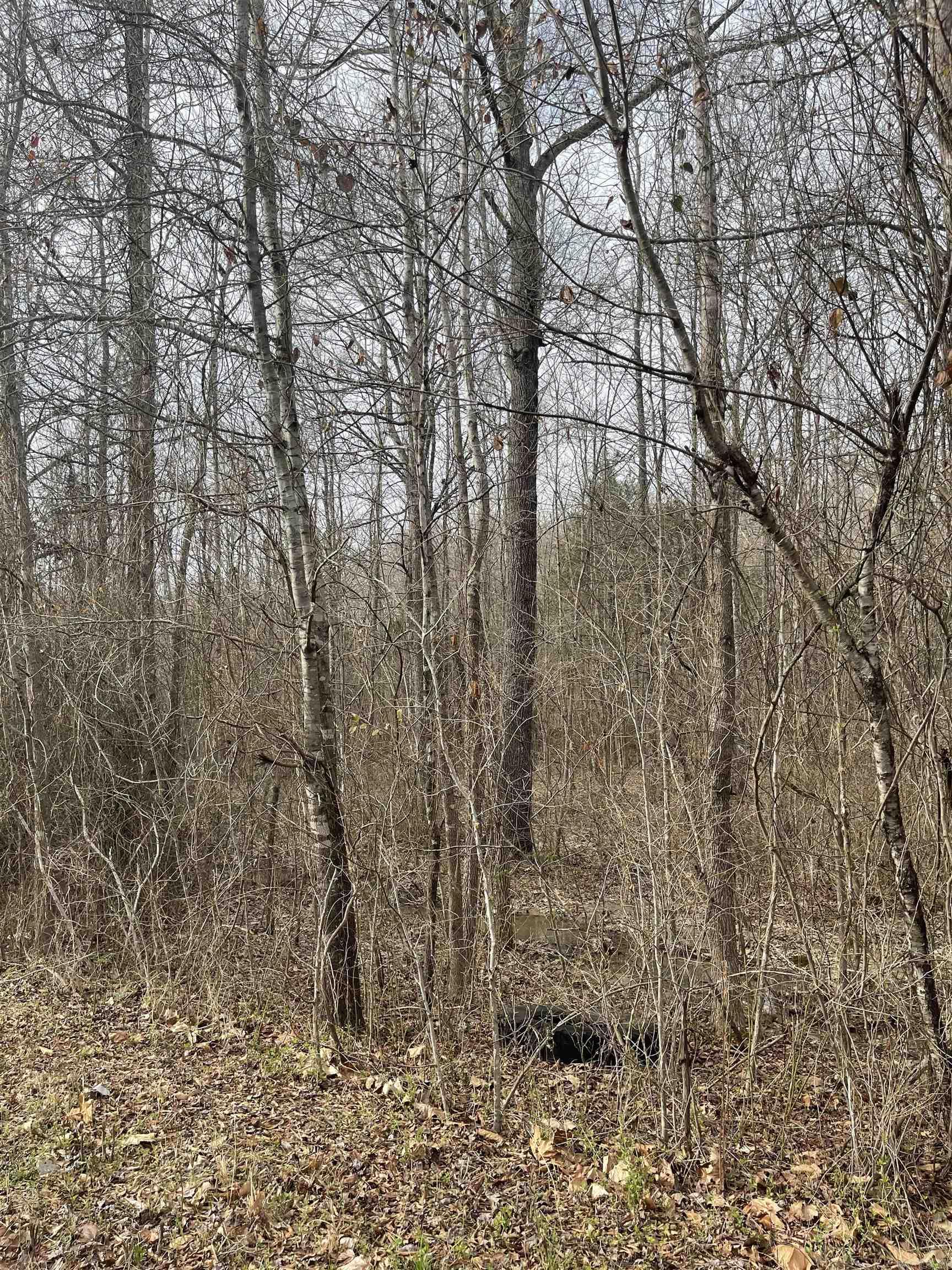 secluded, Lots of trees and wildlife.