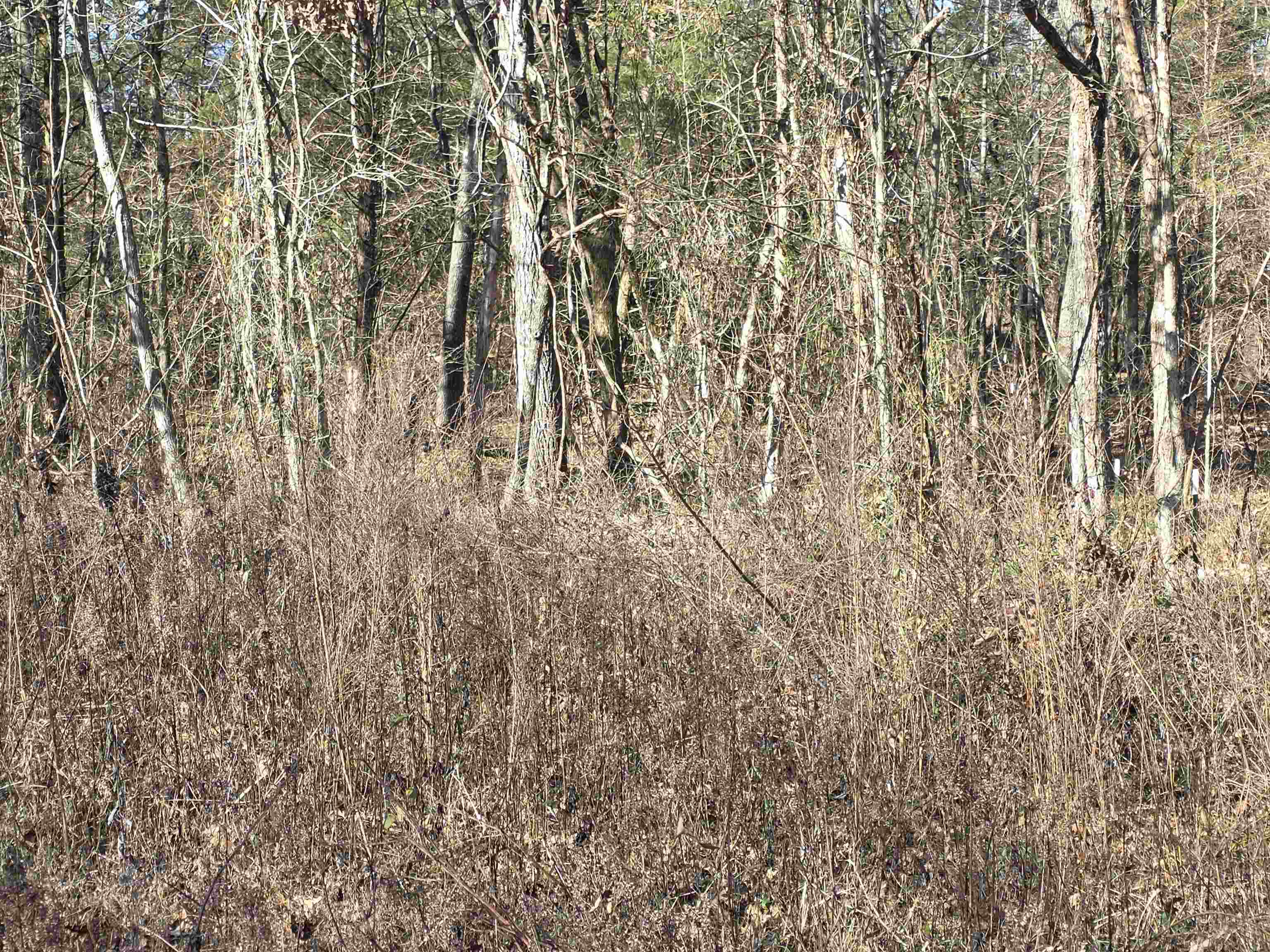 Piney Fork - Land