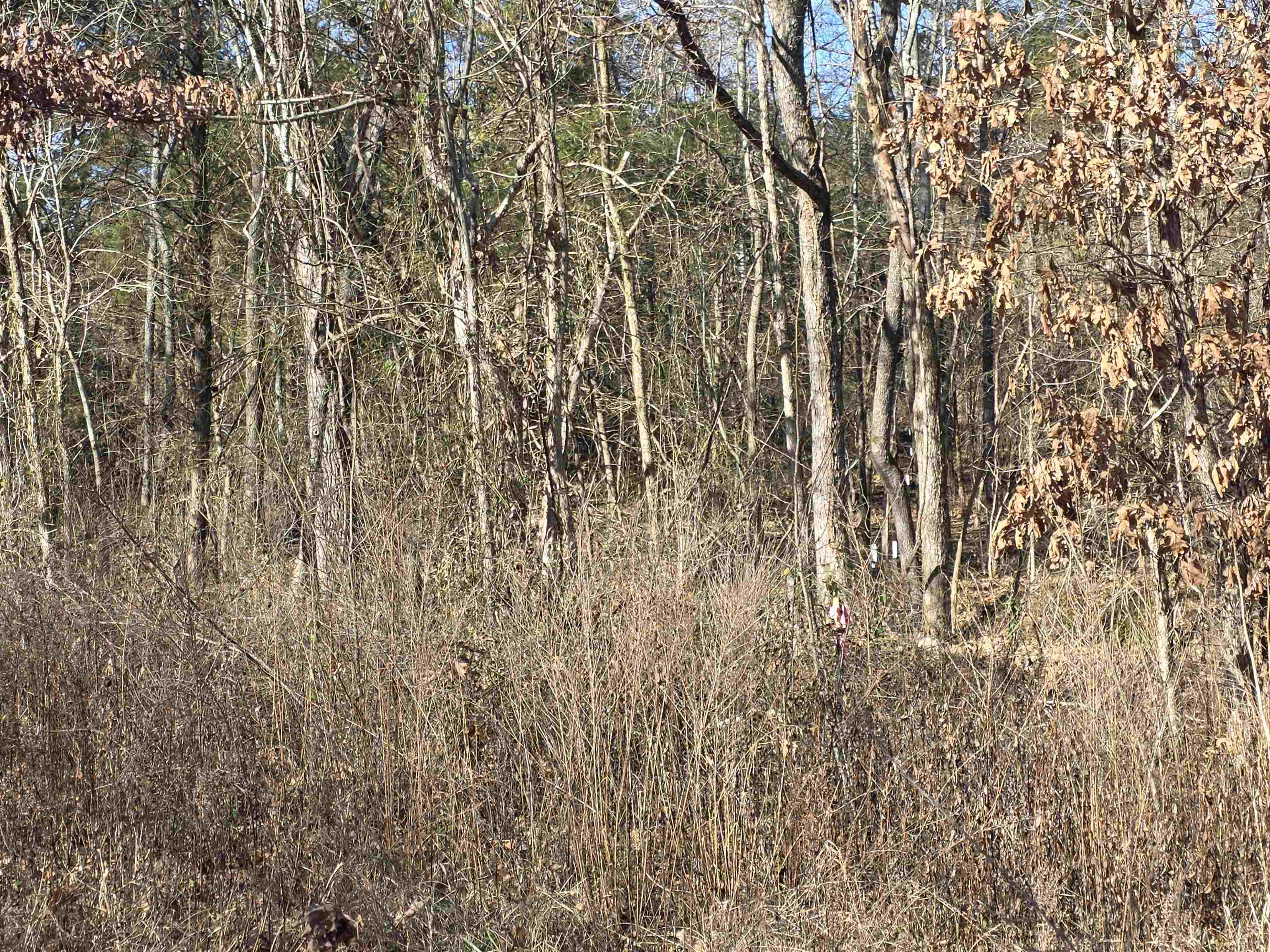 Piney Fork - Land