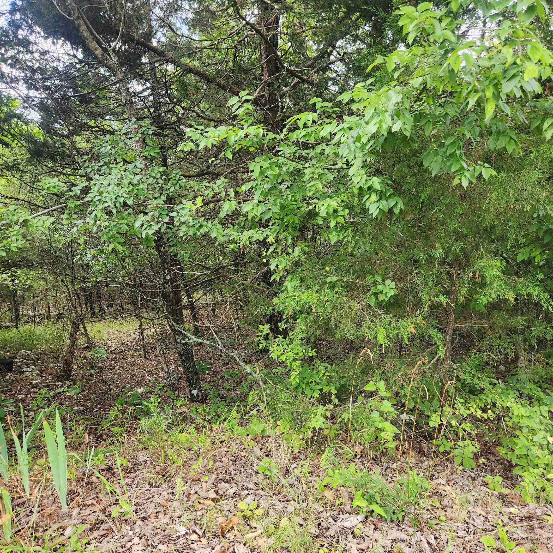 Wonderful and wooded lot in the heart of Cherokee Village. Secluded and away from it all. Buy this lot and pick your spot to build your dream home or just a getaway cabin. With ownership of this lot you have access to all the amenities of Cherokee Village such as the lakes and golf courses and Thunderbird Center and swimming pool, mini golf, parks, hiking trails and don't forget about the beautiful Southfork River.