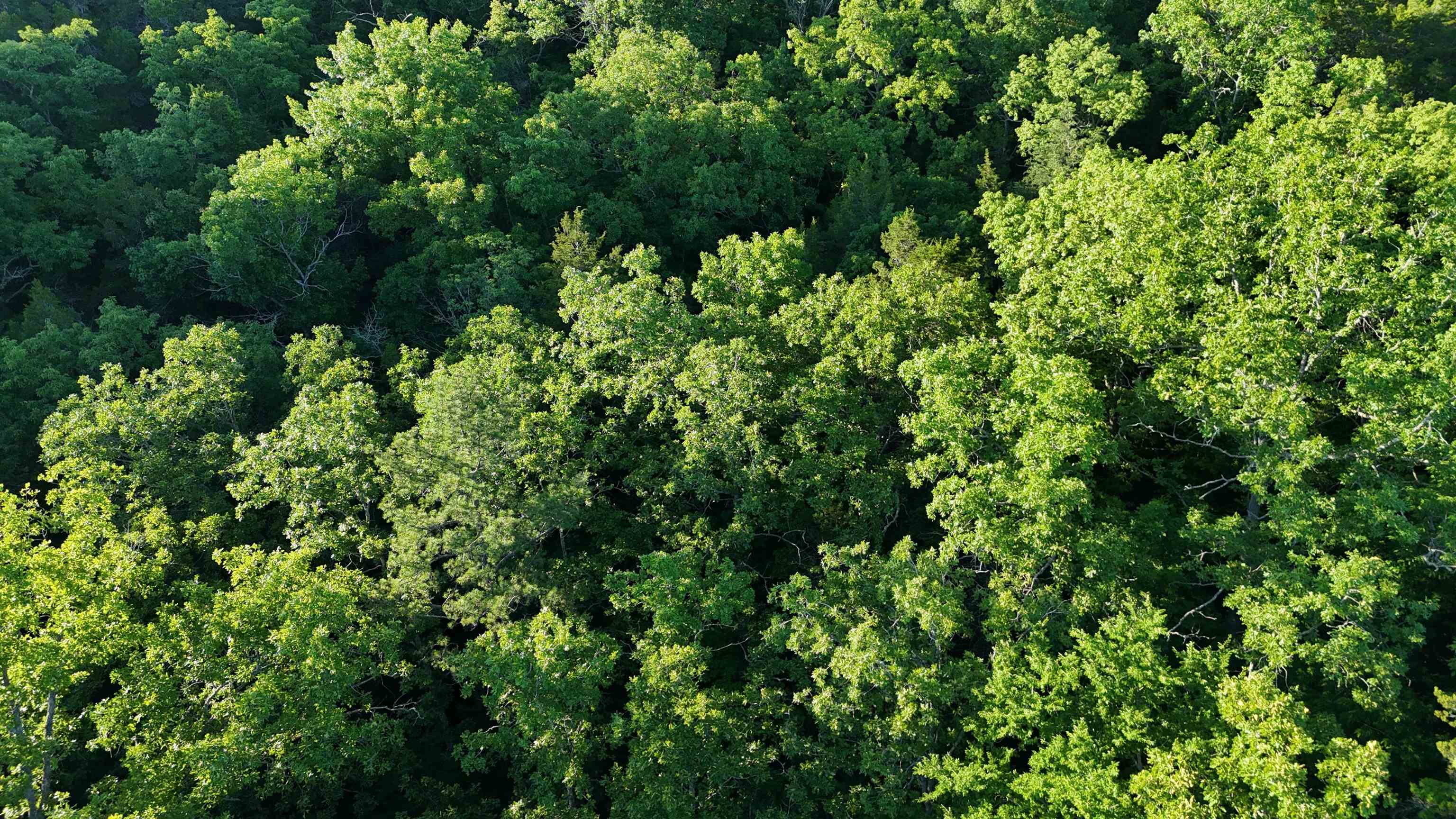 Ripplin Shoals Ridgetop - Land