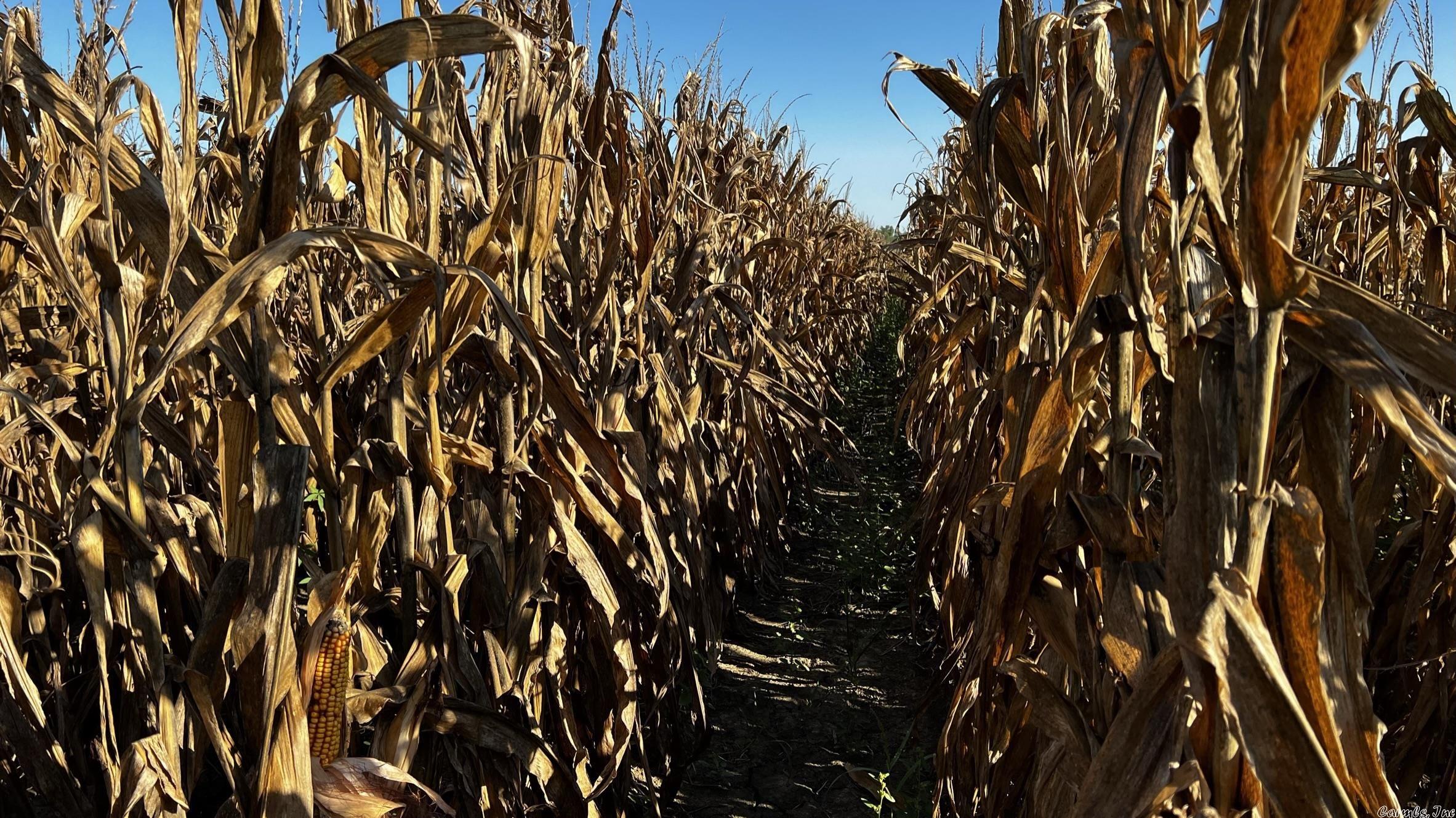 Entry Only. Corn, Soybean and Cotton Farm with 8 Grain Bins.