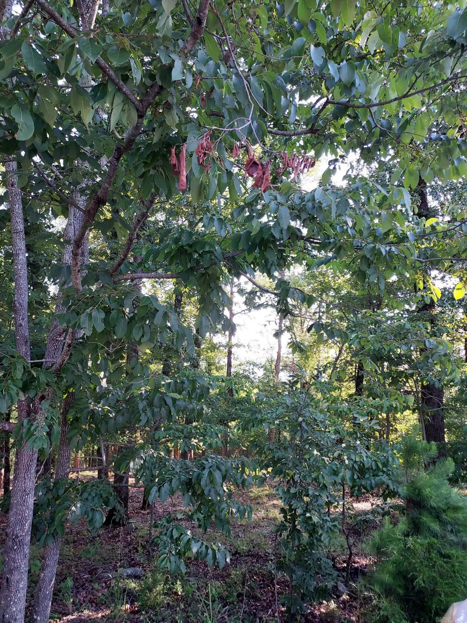 Pertusa - Land