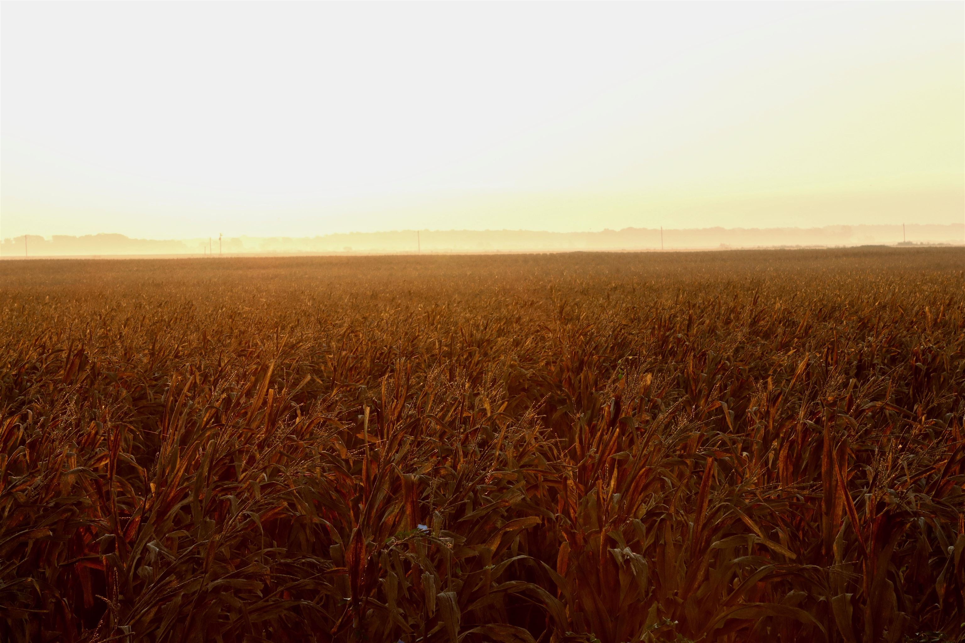 Metes & Bounds - Farm
