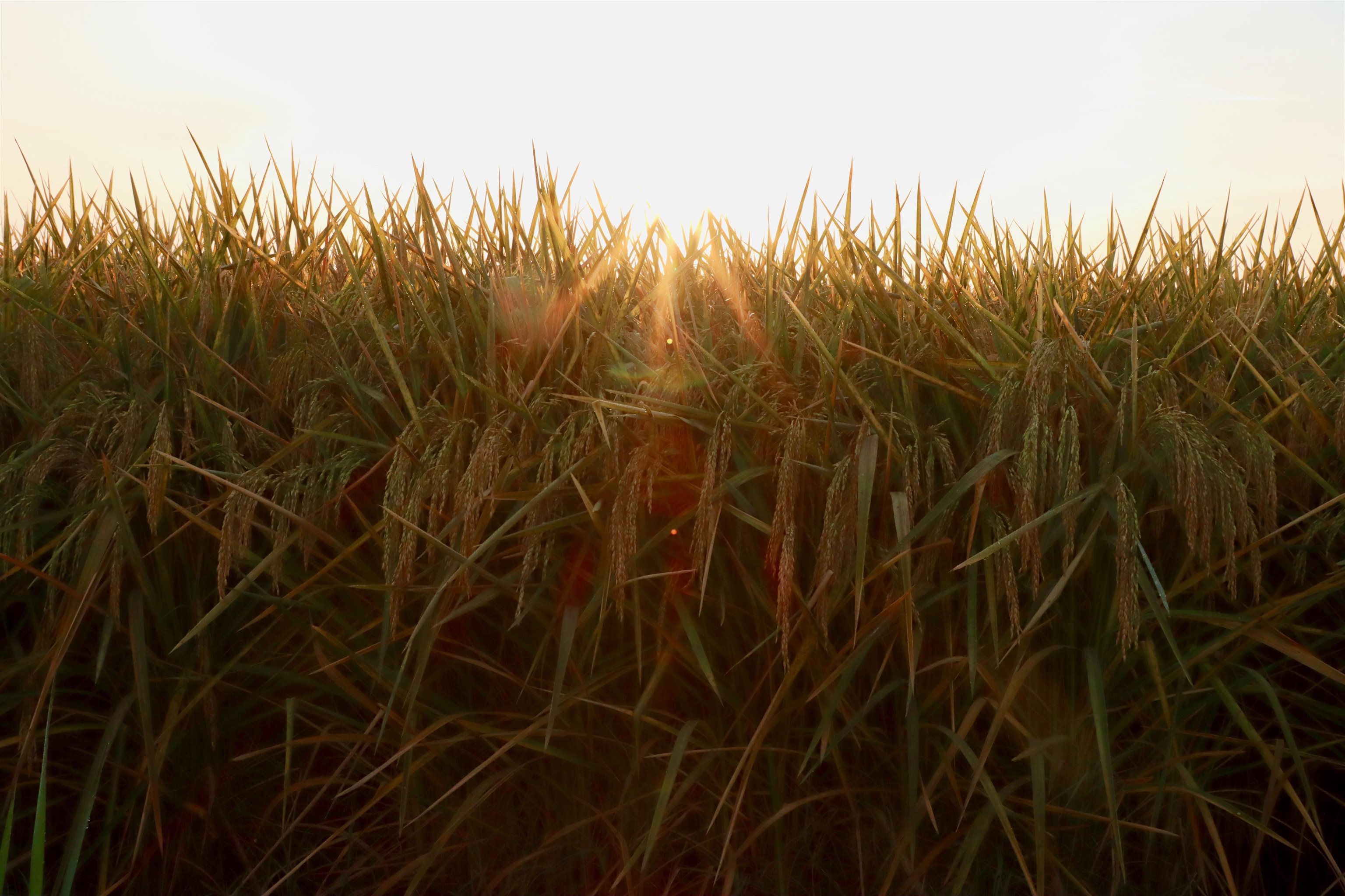 Metes & Bounds - Farm