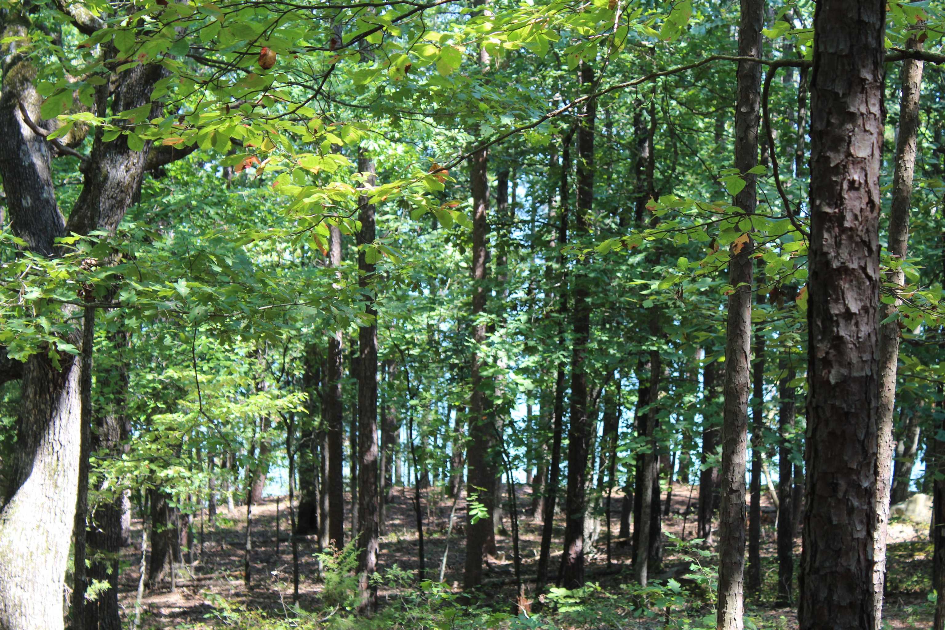 Beautiful LAKEFRONT lot in Miller Point. This lot has a good low white line, easy walk to the water, nice shoreline and is close to the neighborhood launch ramp. There is a nice building site. Shoreline photos are below white line. Come see it soon - Good lakefront lots are hard to find.