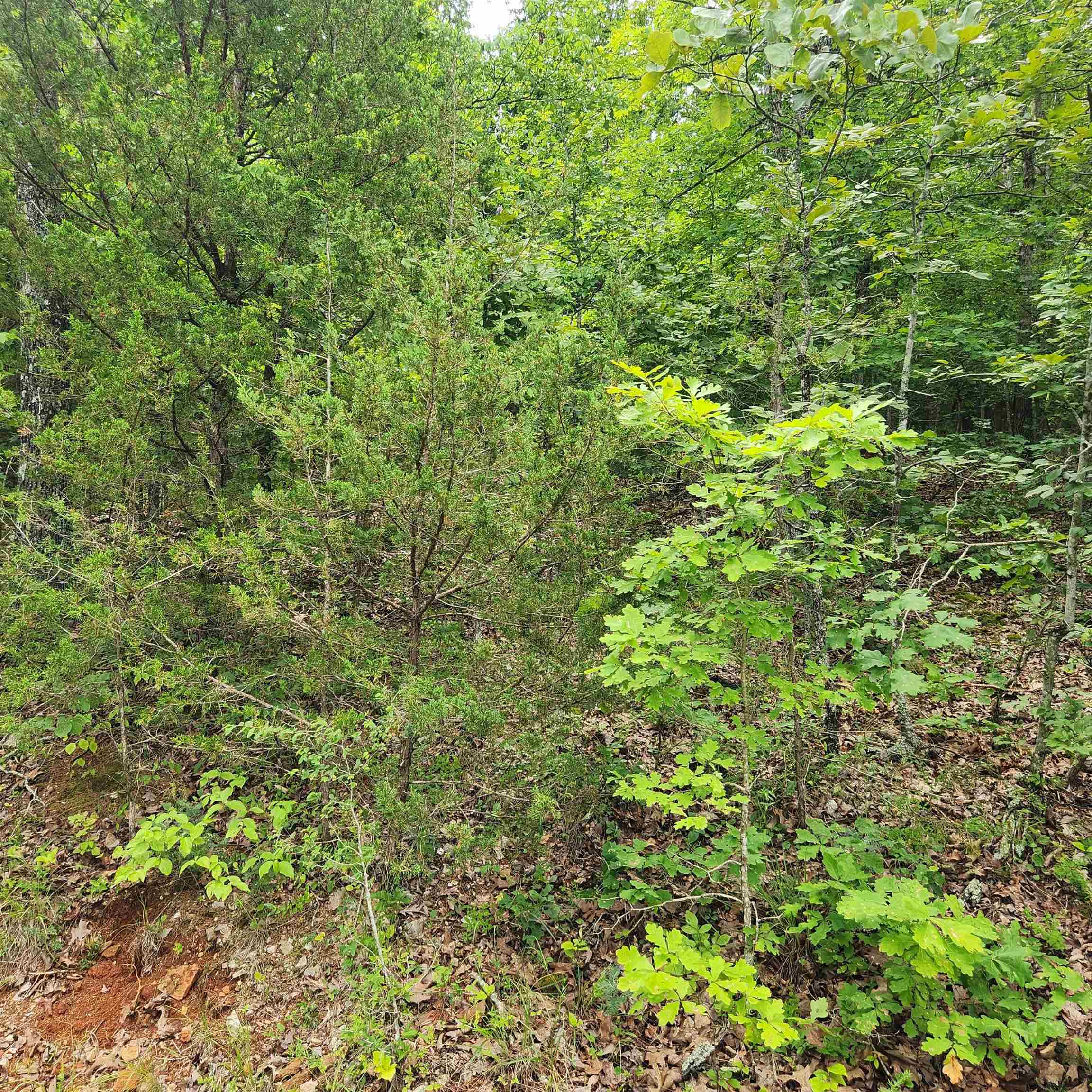 Oneida 4th - Land