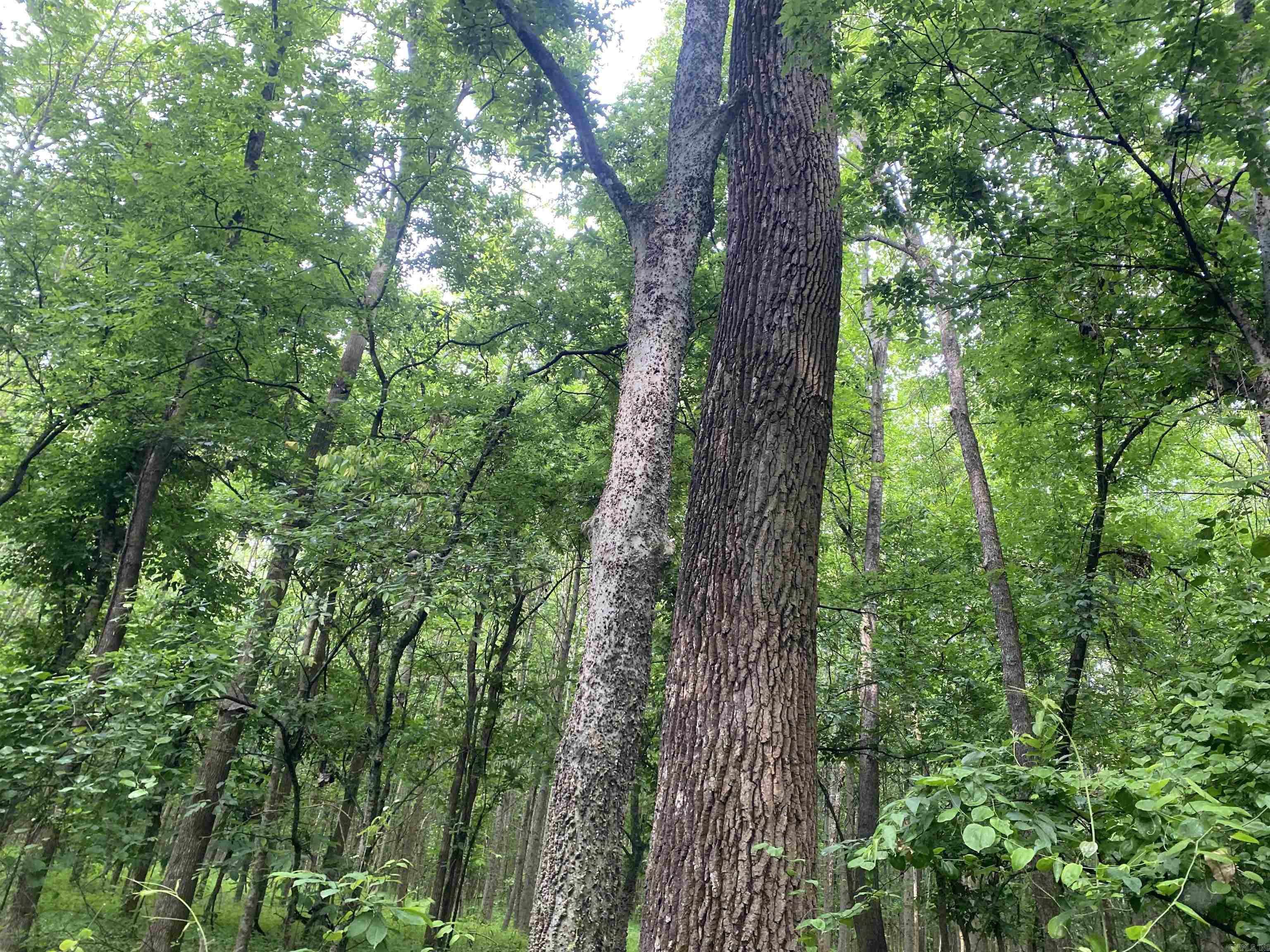 Lot 2 of 4. 10 Acres of wooded land, would be a great location to build your new home, This place is loaded with deer and turkey!  It has two creeks on the property and Big creek runs from Lake Frierson, causing it to be filled with fish as well! Seller has 40 acres total for sale in multiple tracts!