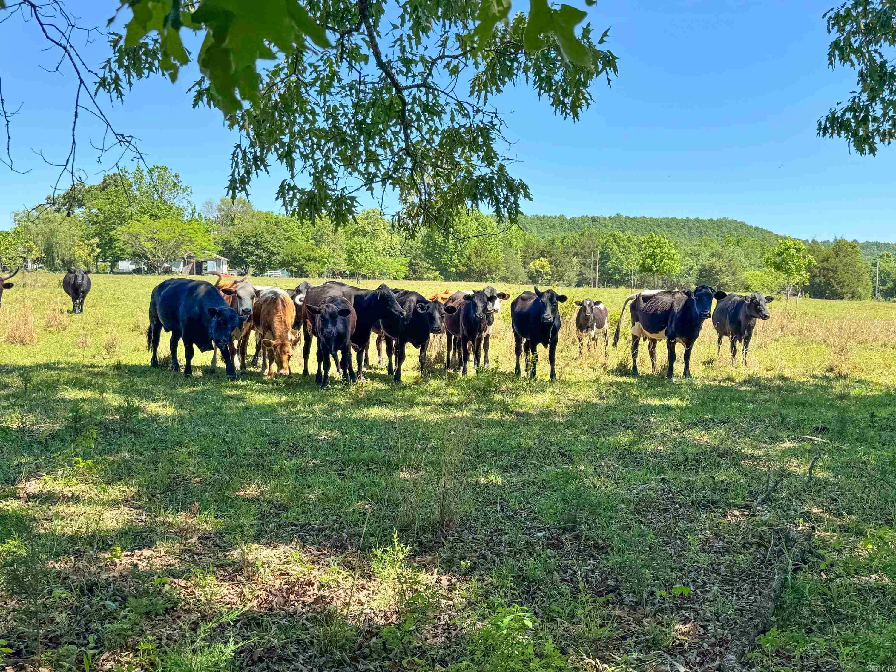 Nice, clear pasture with no restrictions and several good building sites. This property is in a great location, with an easy drive to Greenbrier and Conway, but still within the Faulkner County portion of the Quitman School District. If you are looking for the space and freedom that comes with life out in the country, this is the perfect spot for you. There are al total of two adjoining 4-acres tracts that can be purchased together if still available. With no restrictions you can build, bring in a mobile home, have livestock, a garden -- the choice is yours. Please do not enter any part of the property unless you have an appointment and are accompanied by your real estate agent. No entry is allowed without permission.