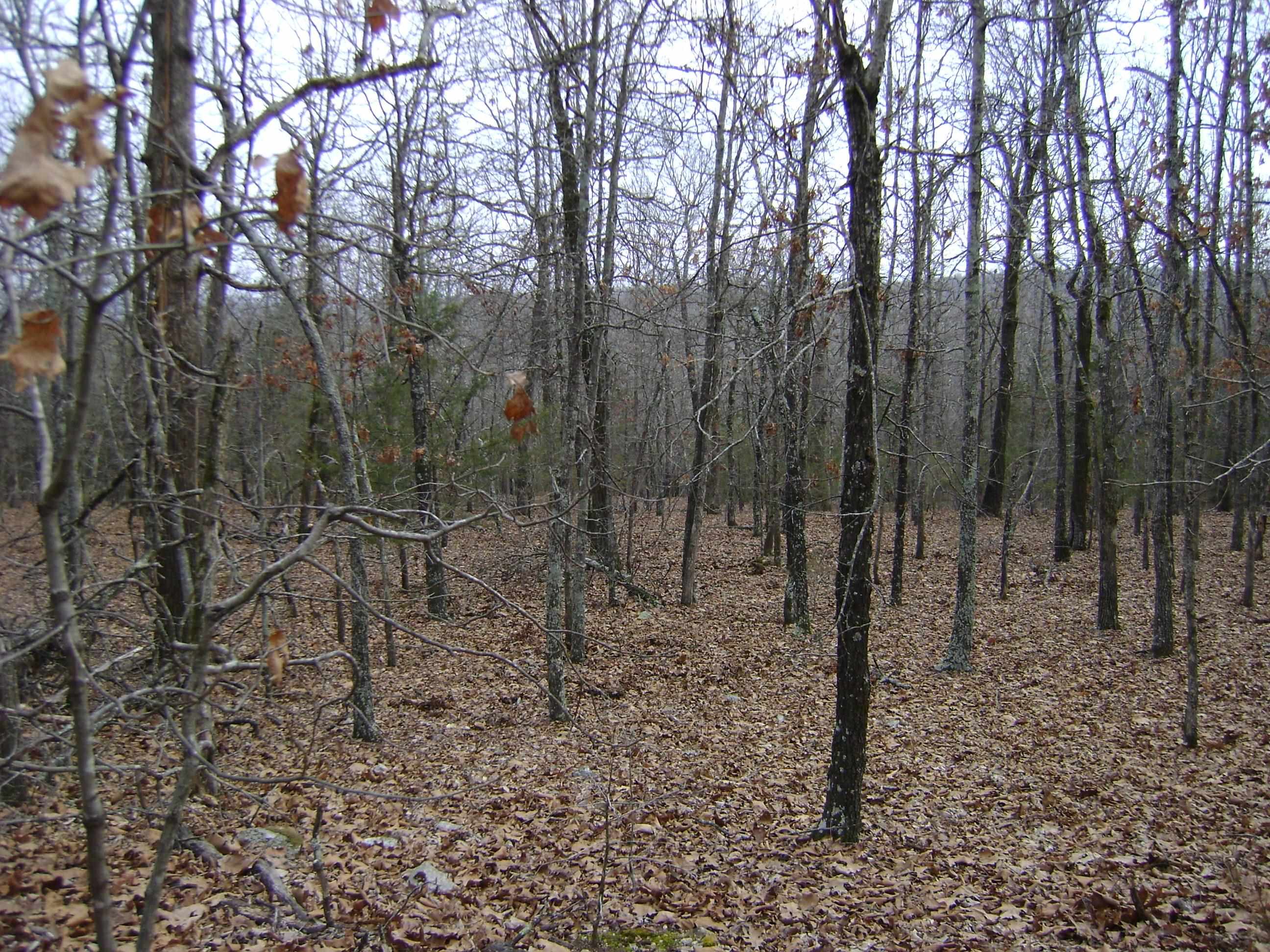 New Off Grid property on the market. The acreage is all wooded and has been surveyed perfect for a small off grid homestead. It is close to several lakes, golf courses and rivers in the Ozark foothills. Ride your side by side to the town of Horseshoe Bend to the stores, banks etc. Come see this property today before it is gone.