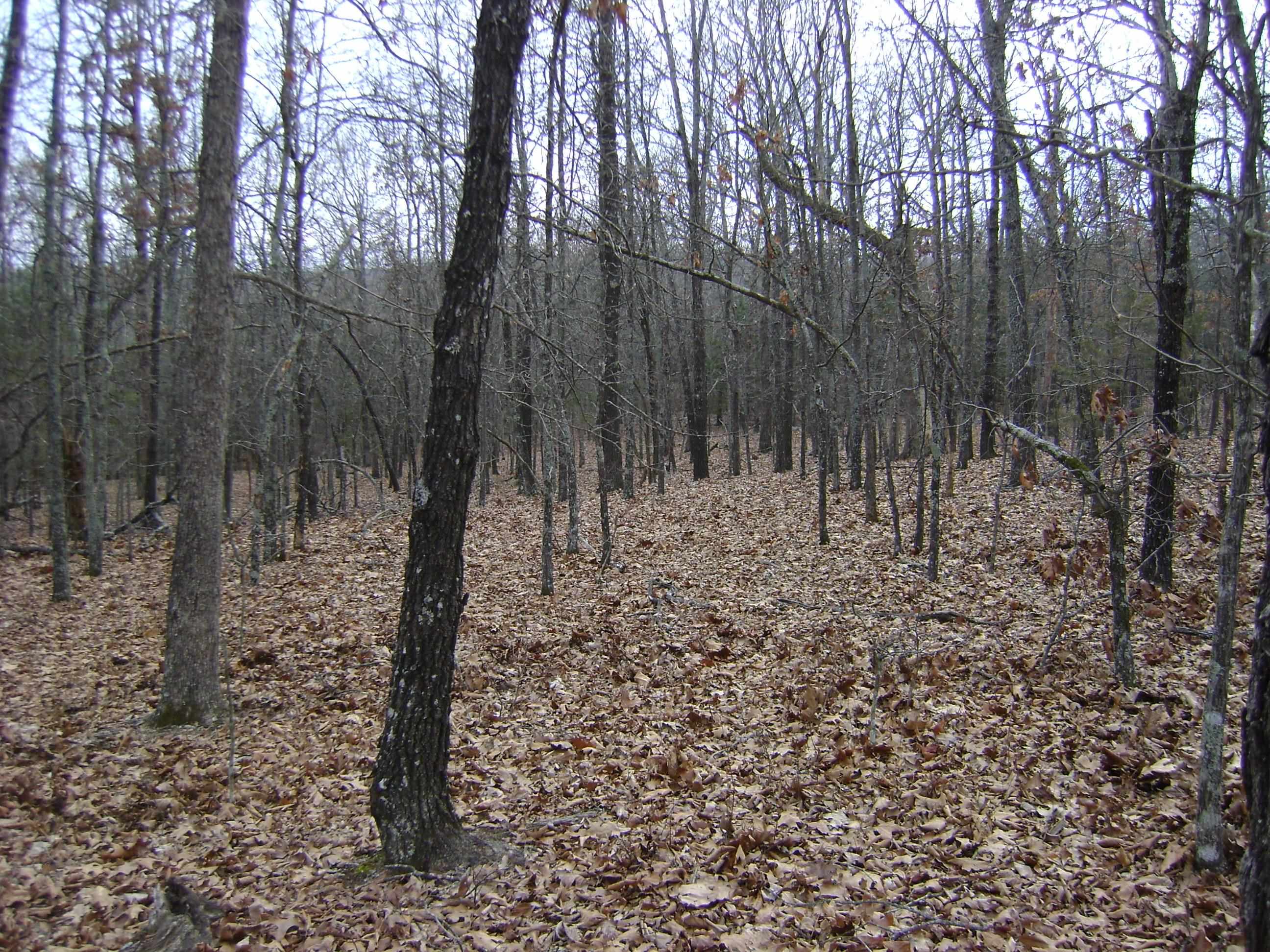 Cedar Acres - Land