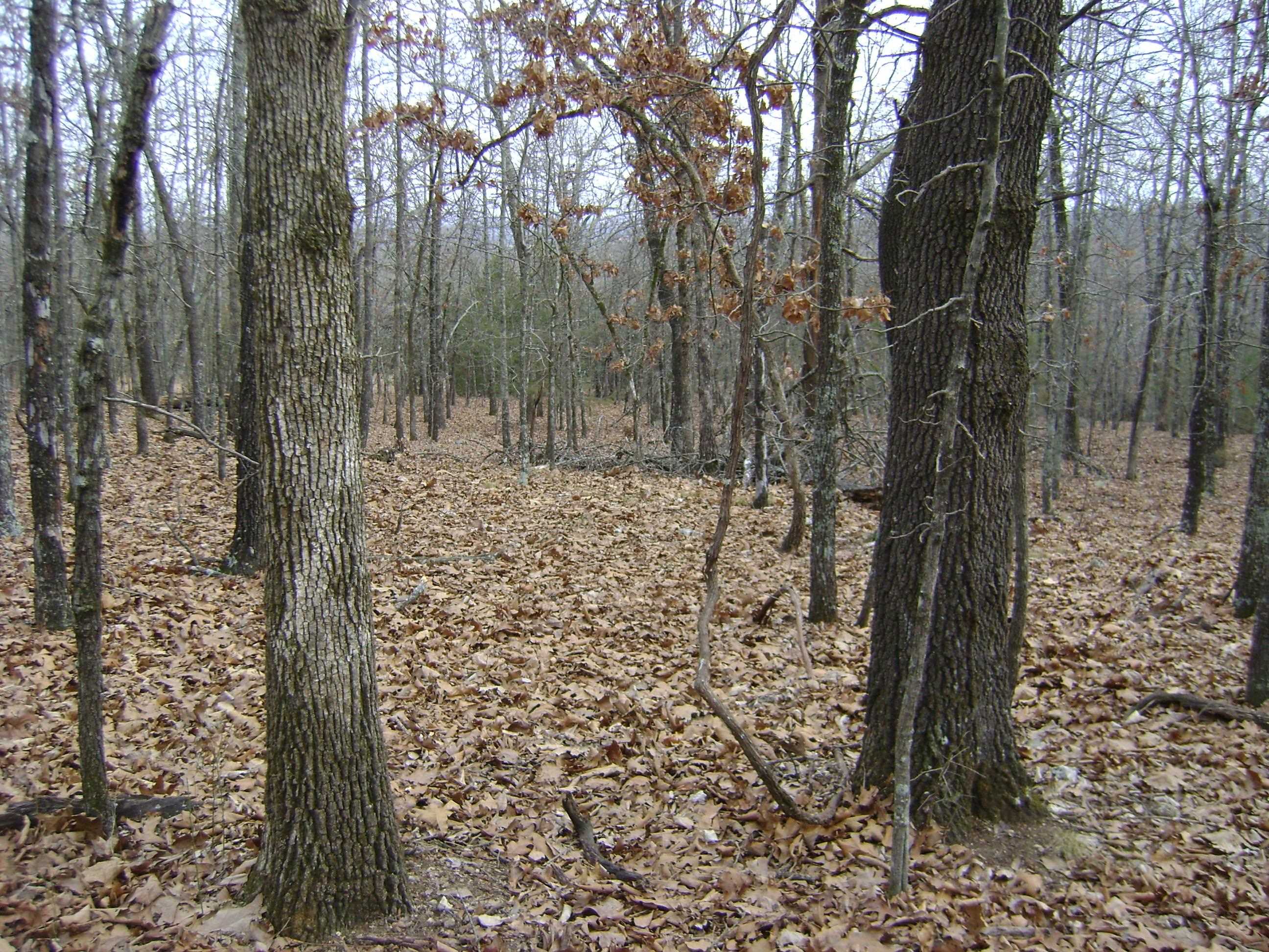Cedar Acres - Land