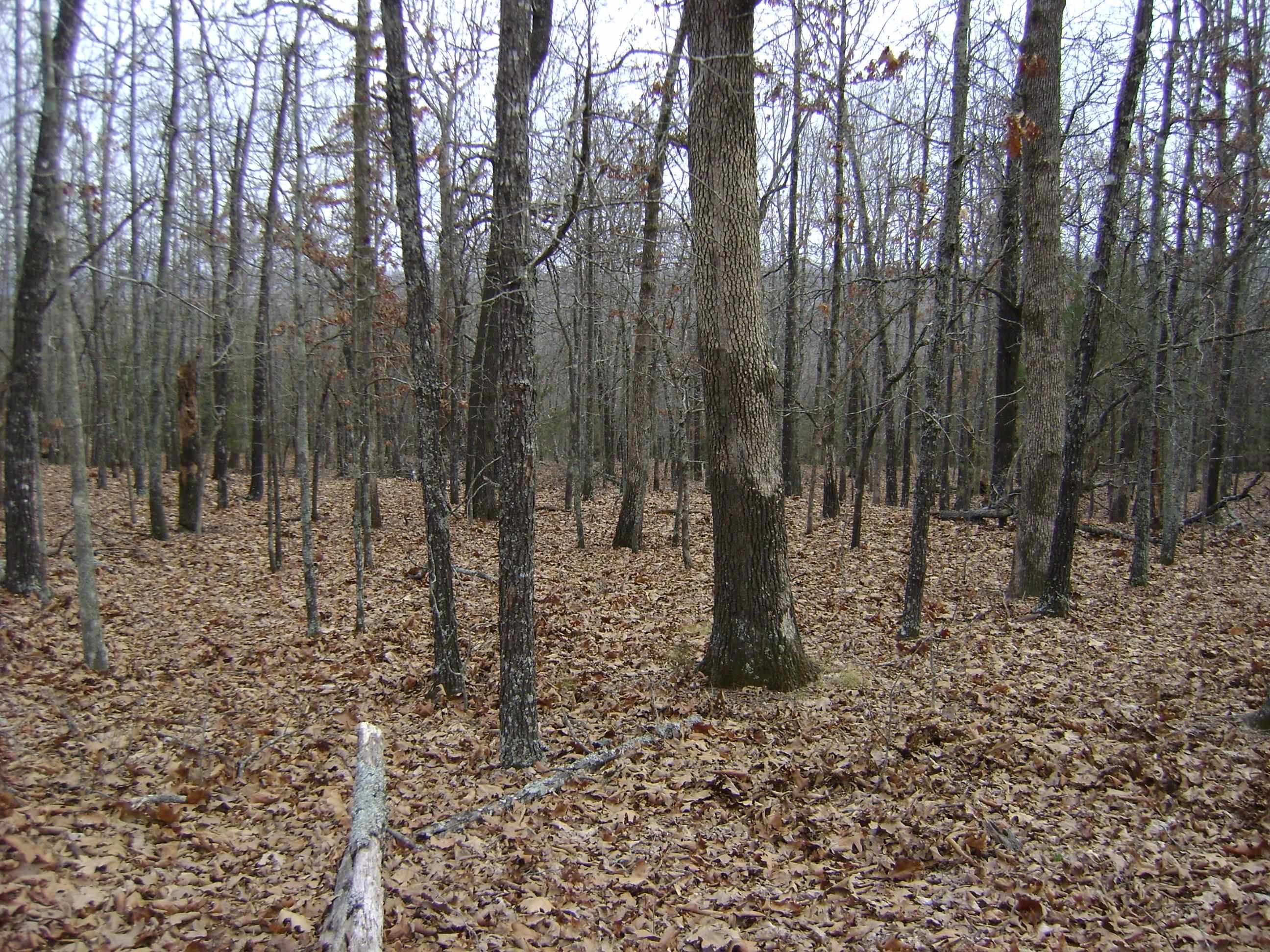 Cedar Acres - Land