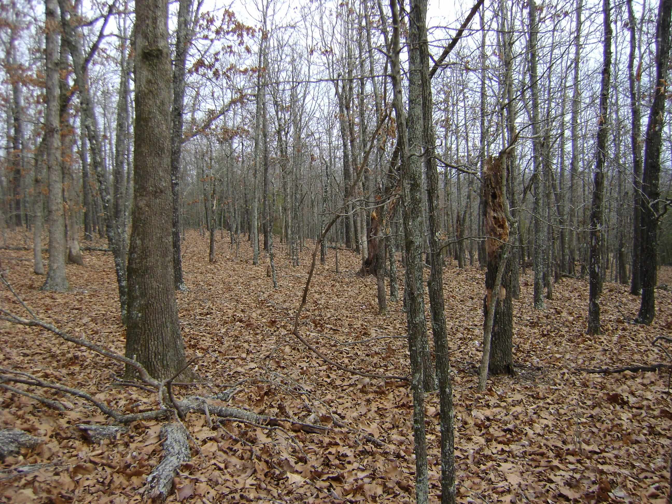 Cedar Acres - Land