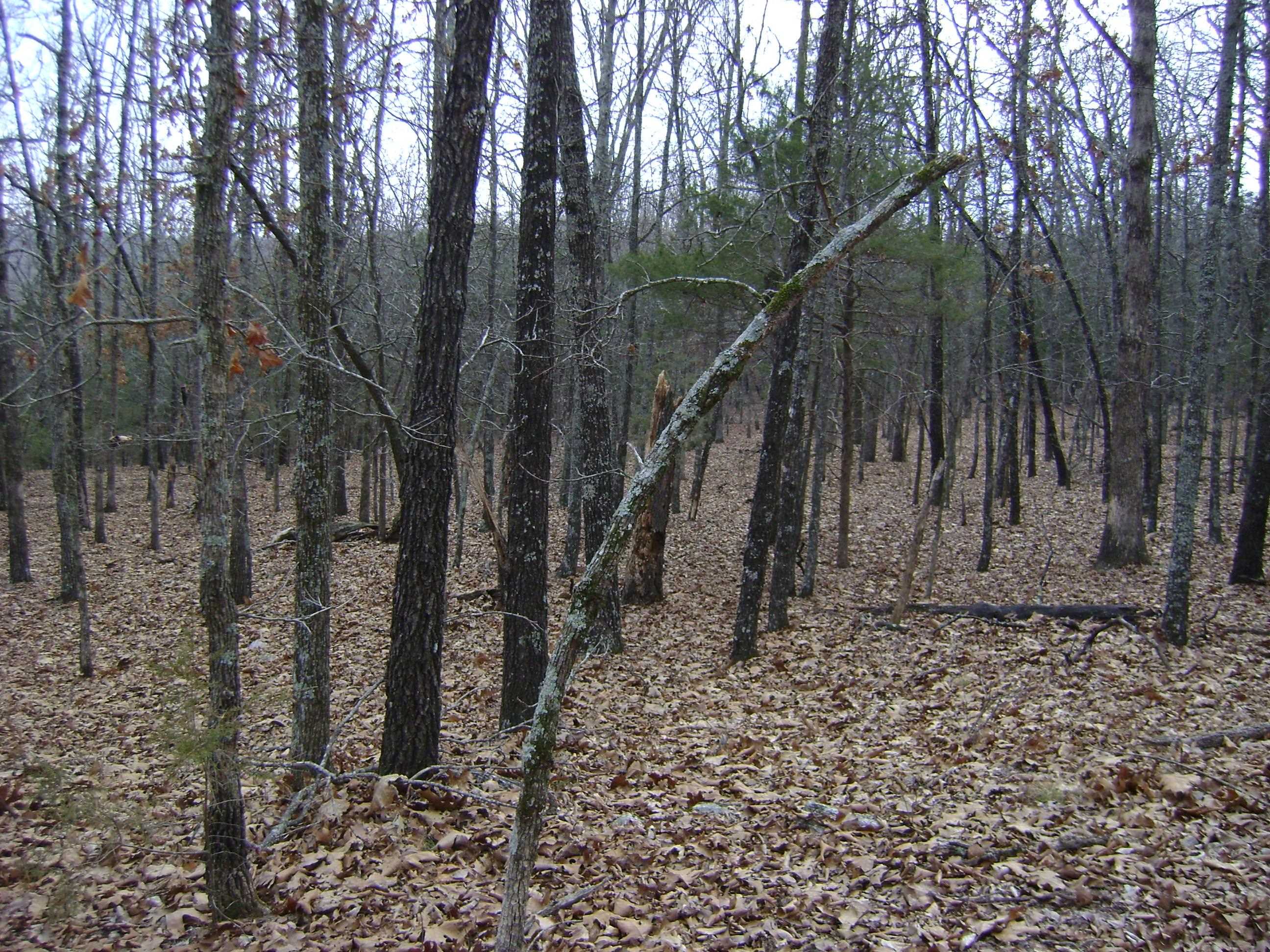 Cedar Acres - Land
