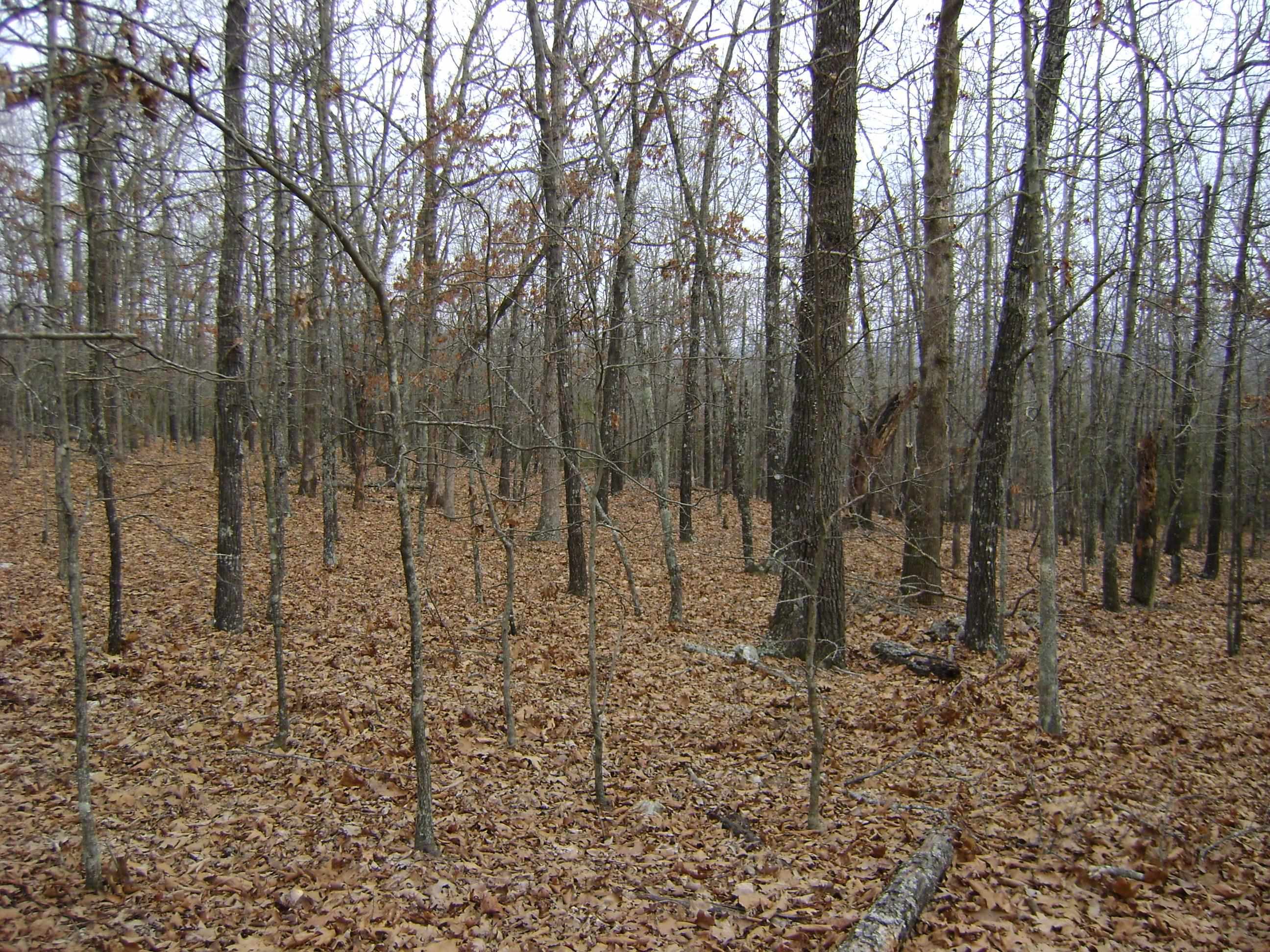 Cedar Acres - Land