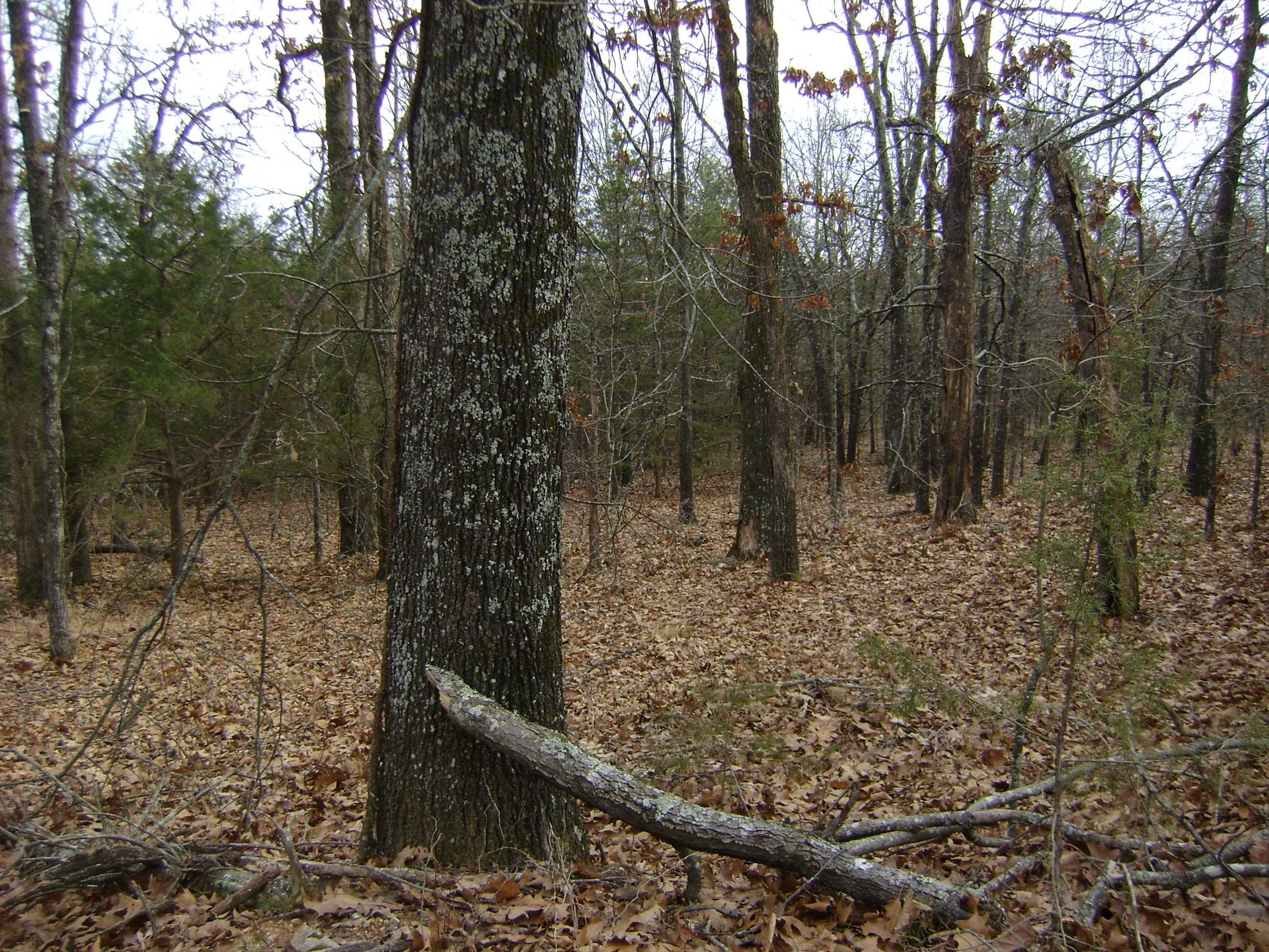 Cedar Acres - Land