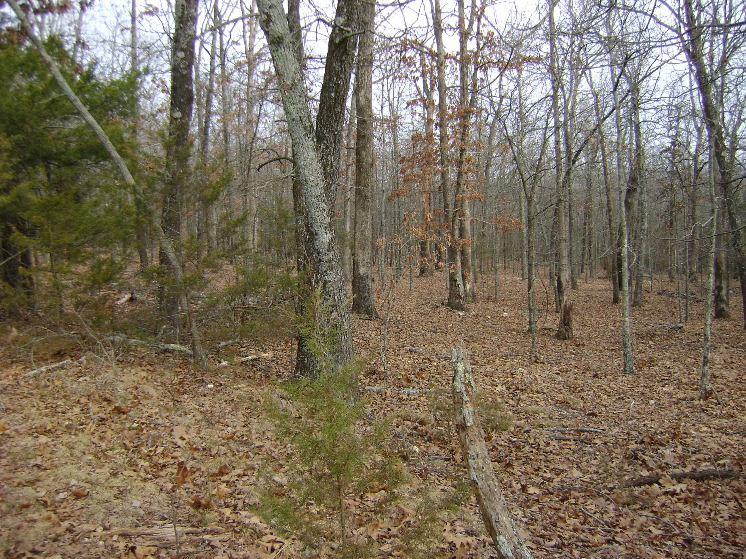 Cedar Acres - Land