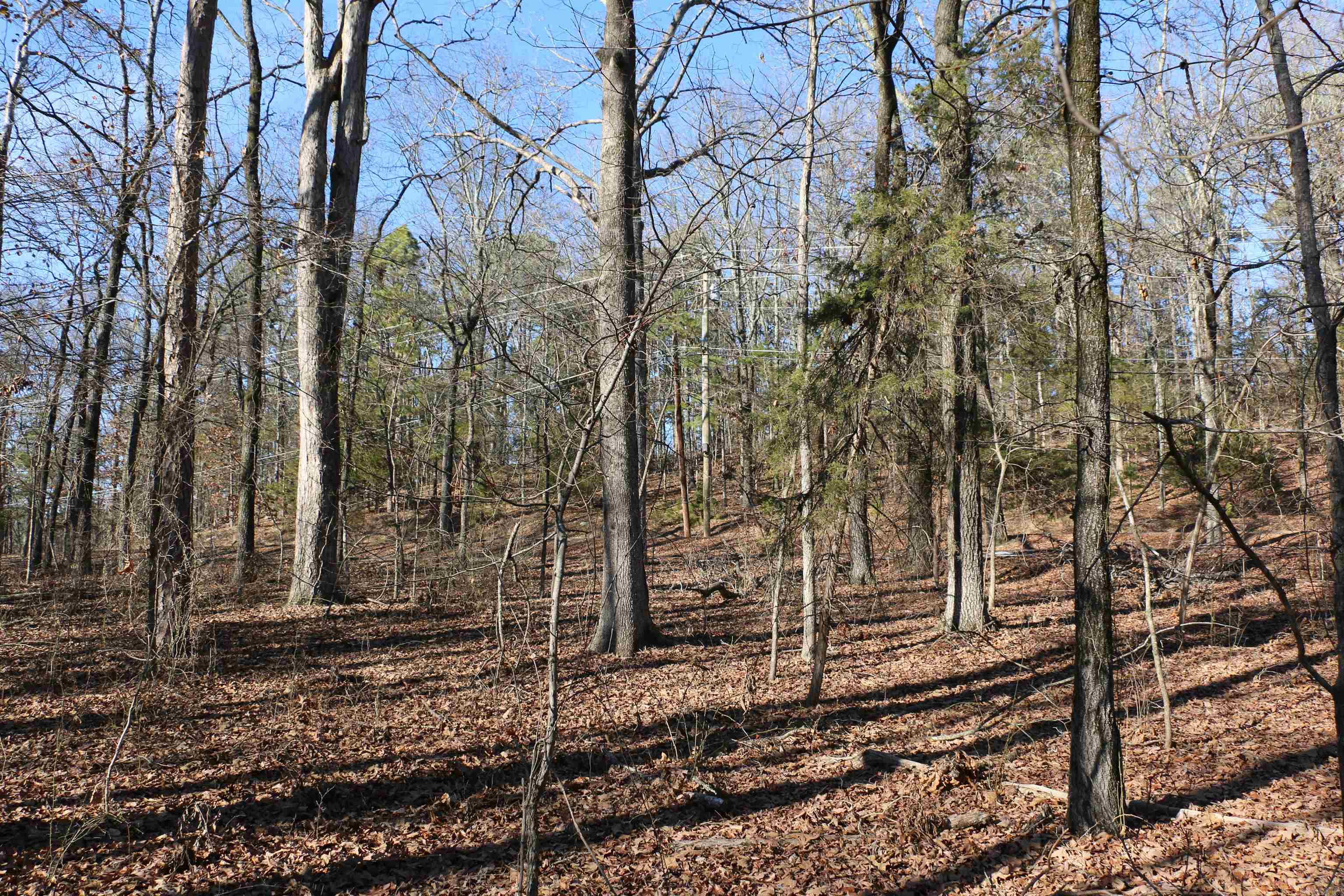 Chelsea Glade - Land