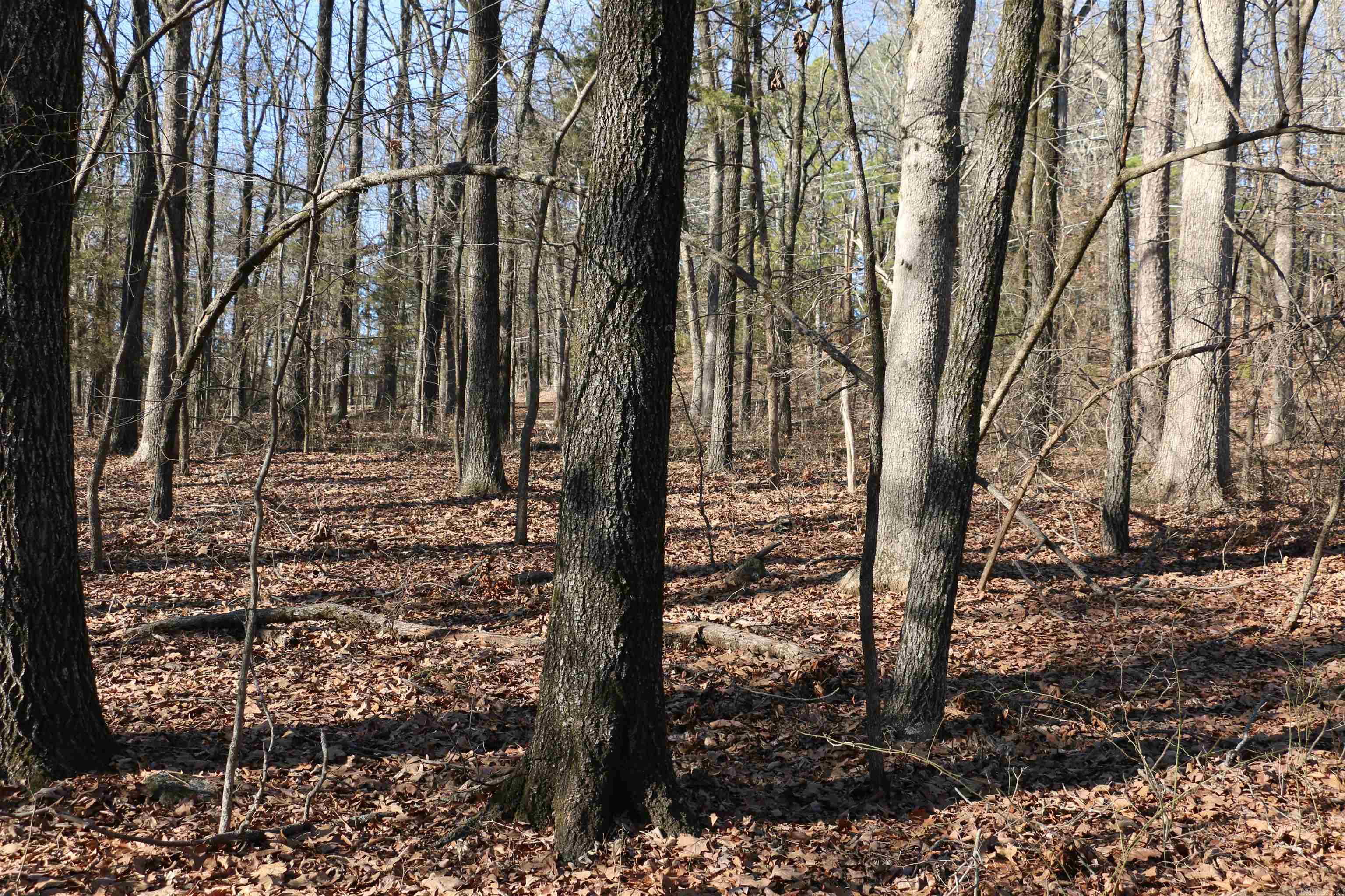 Chelsea Glade - Land