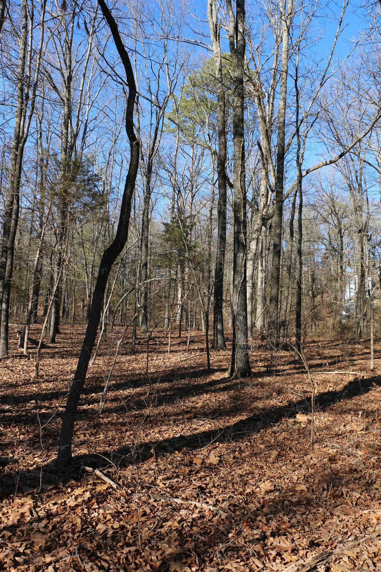 Chelsea Glade - Land