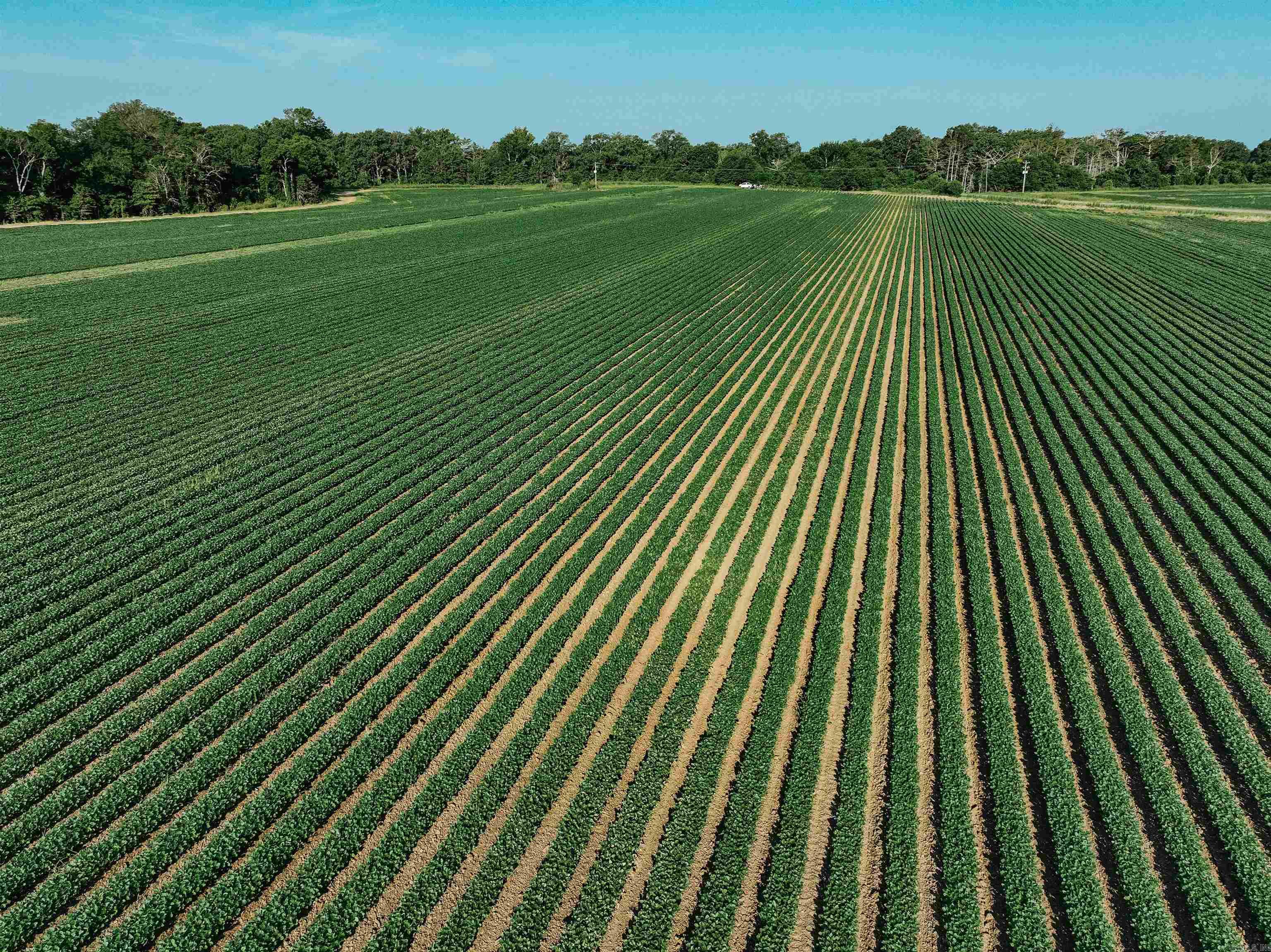 CHICOT - Farm