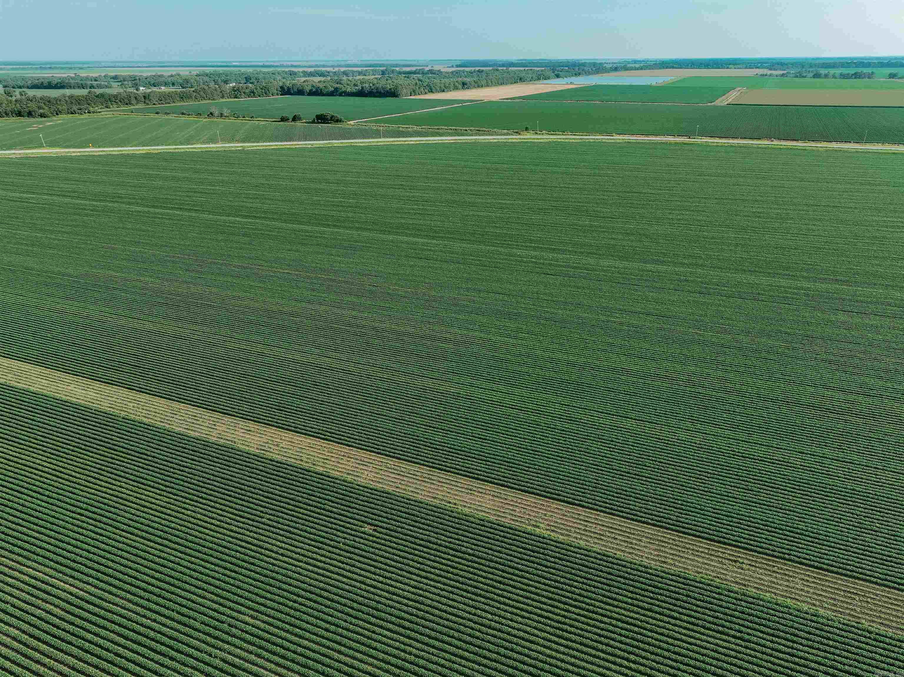 CHICOT - Farm