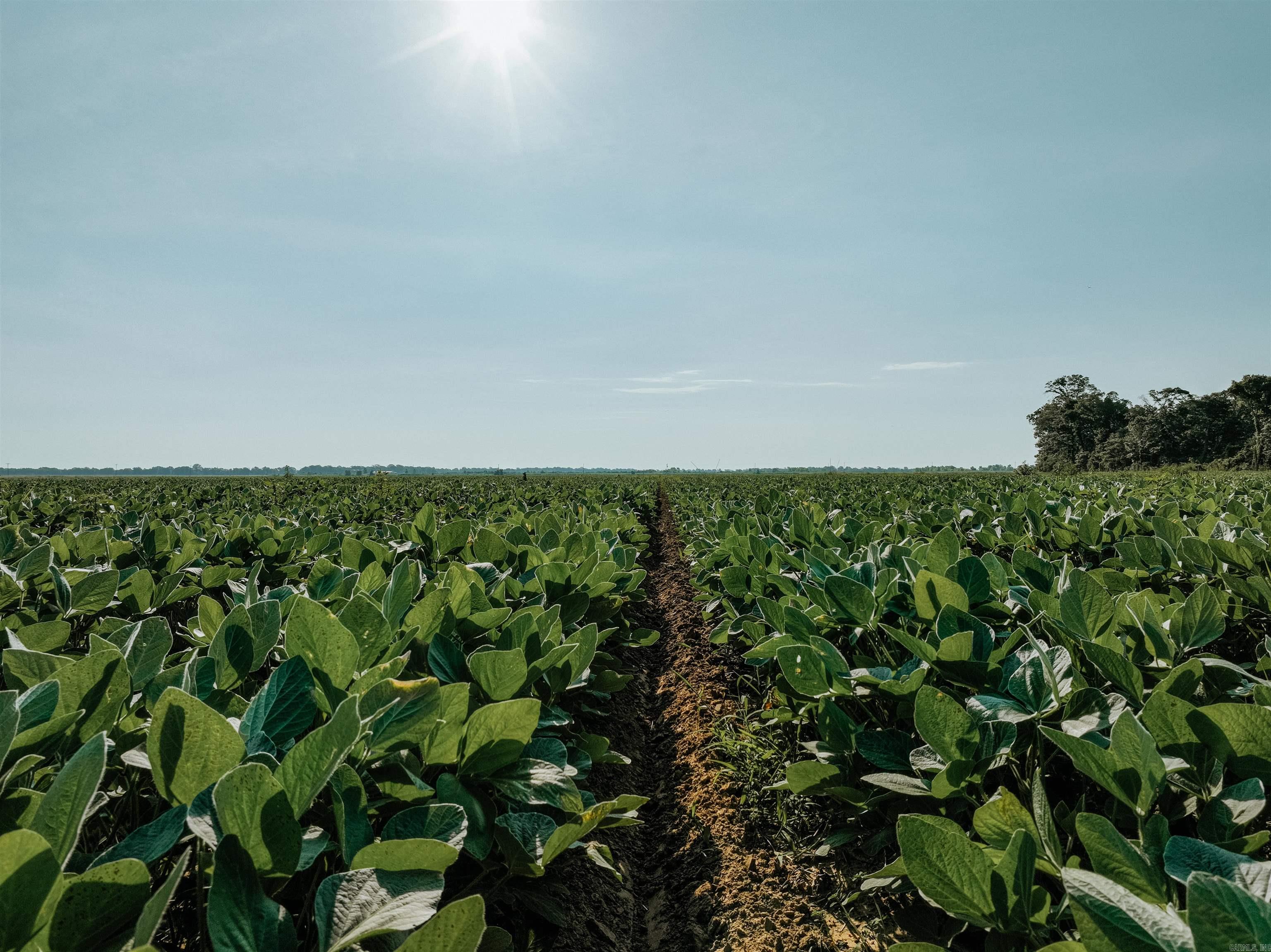 CHICOT - Farm