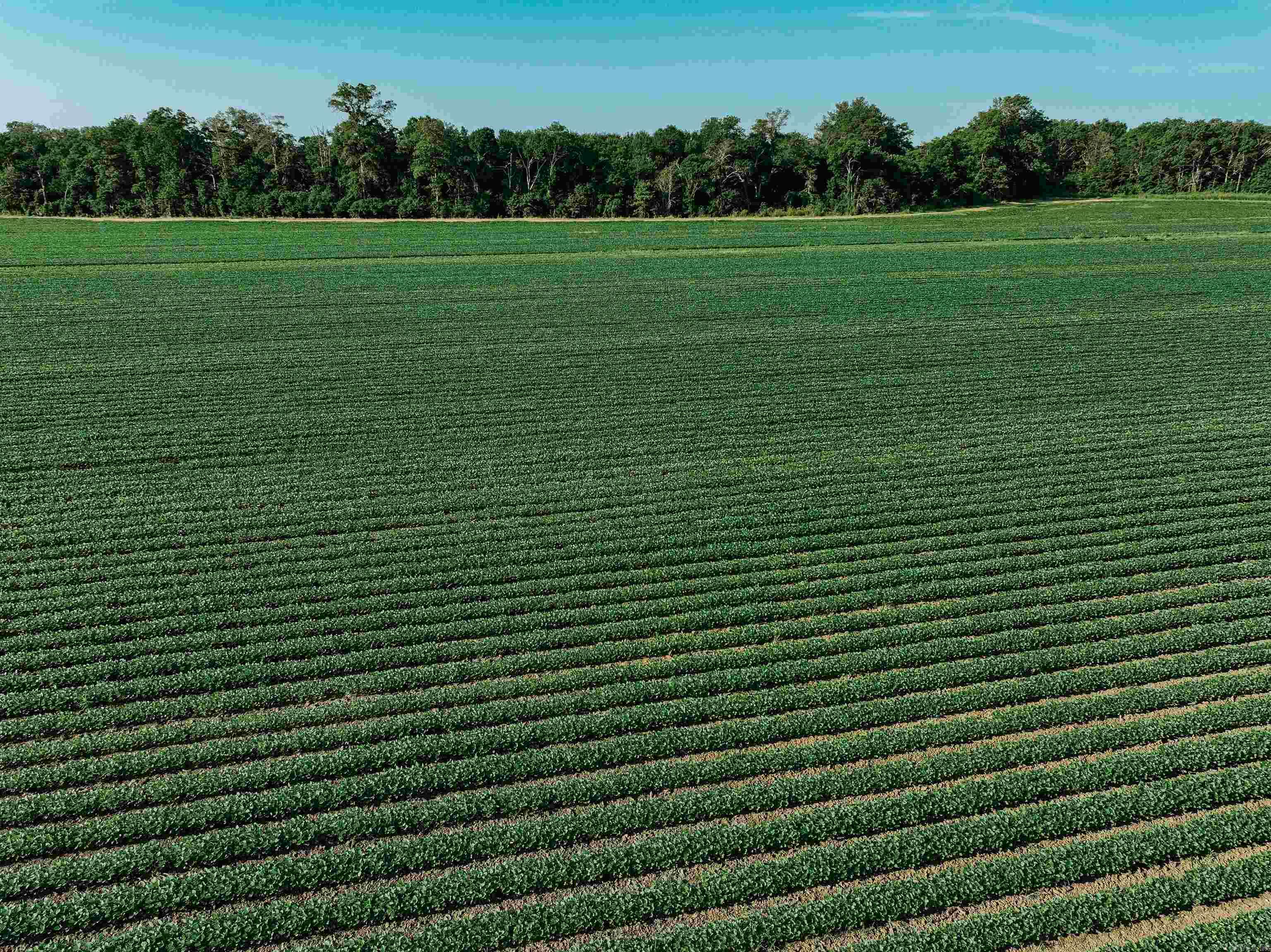 CHICOT - Farm