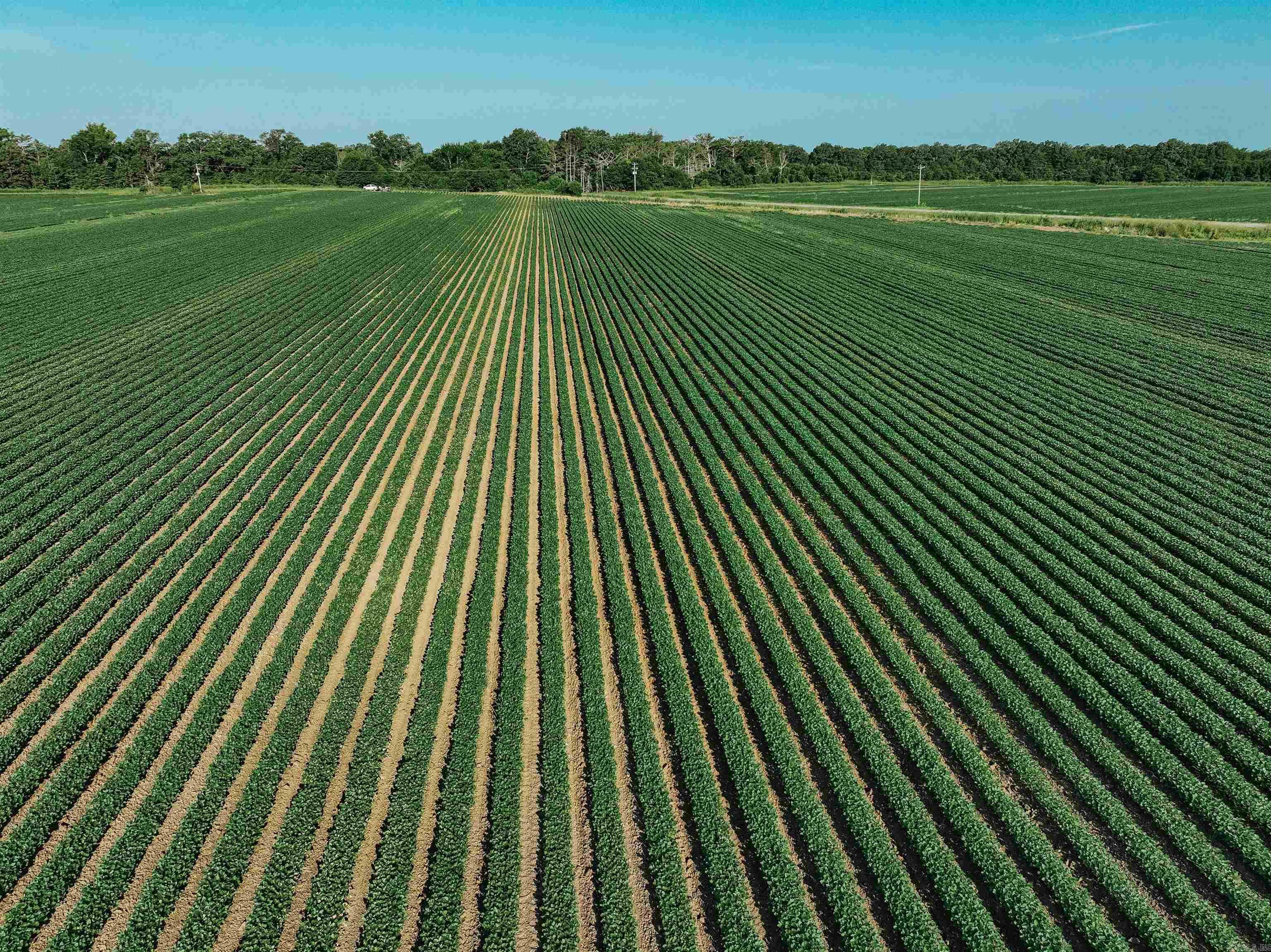 CHICOT - Farm
