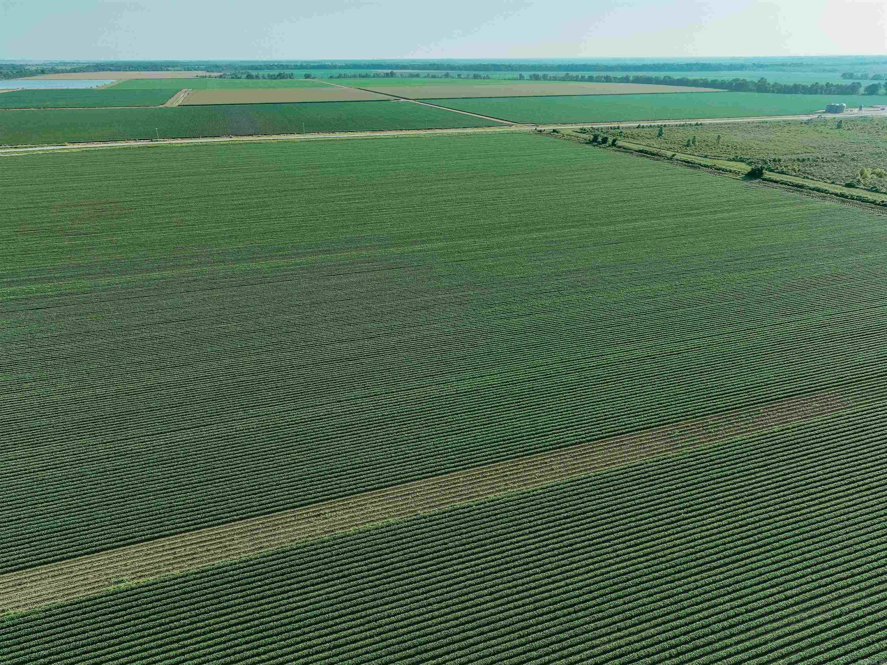 CHICOT - Farm