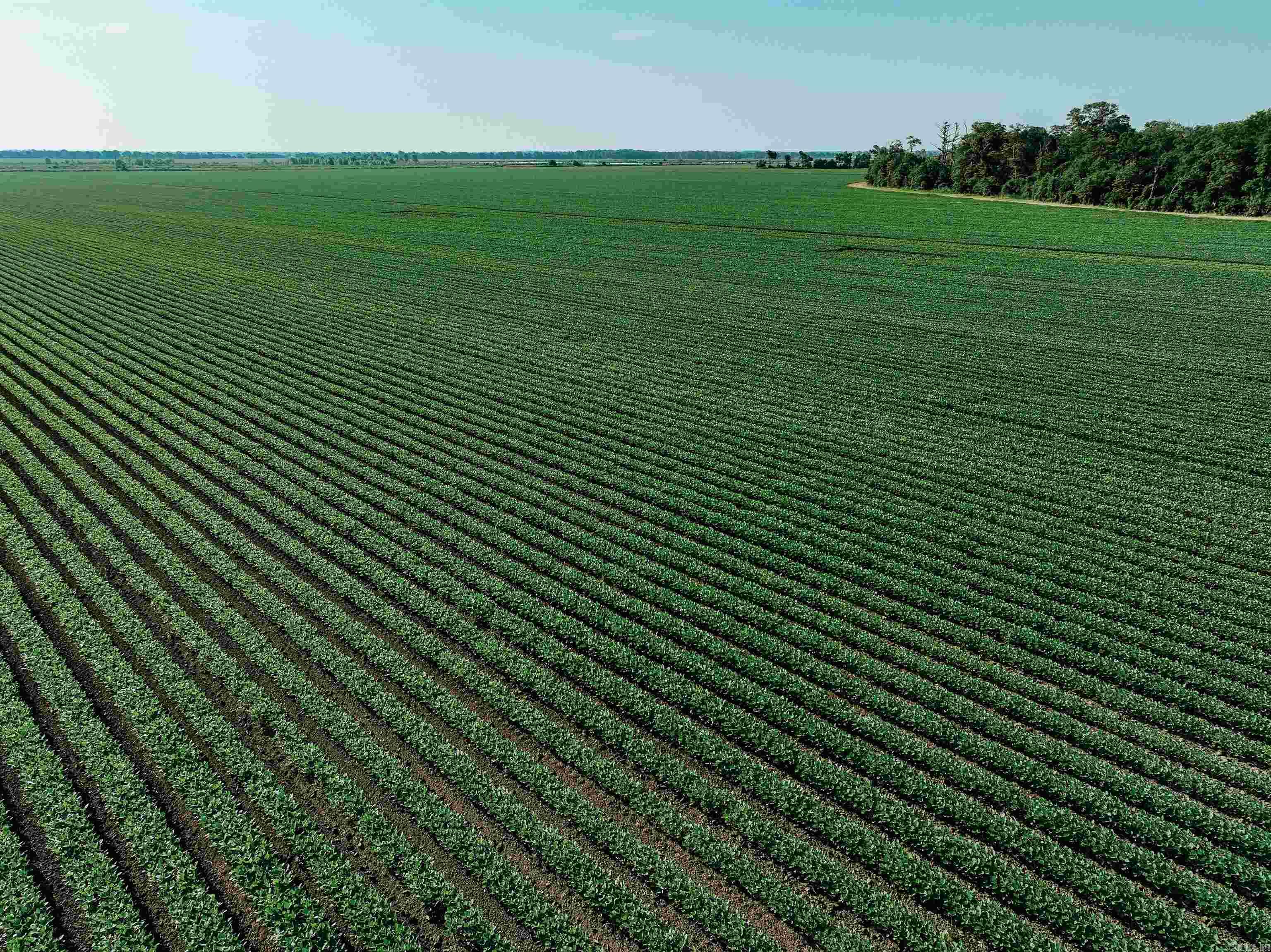 CHICOT - Farm