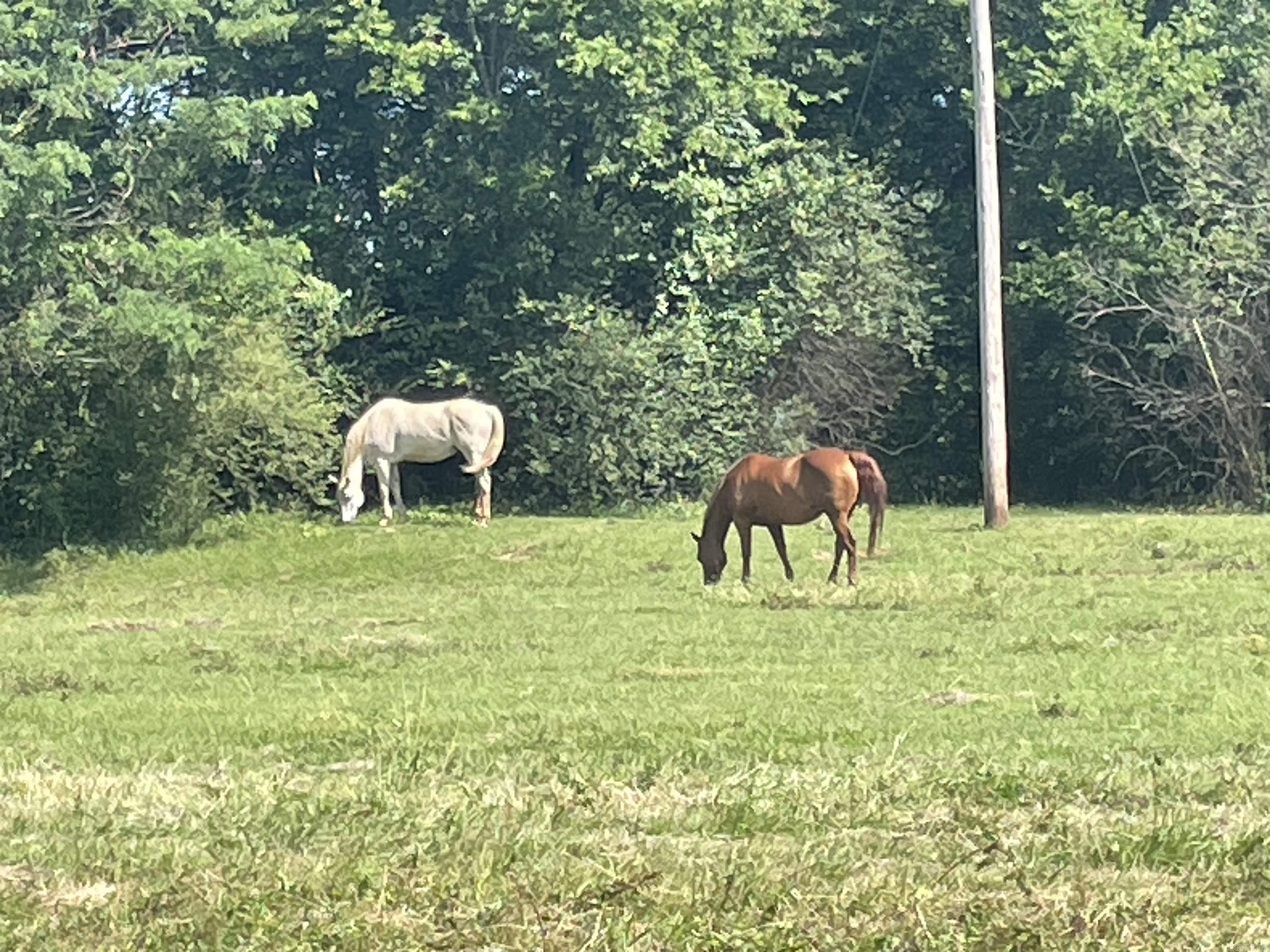 BIGELOW CITY ACREAGE - Residential