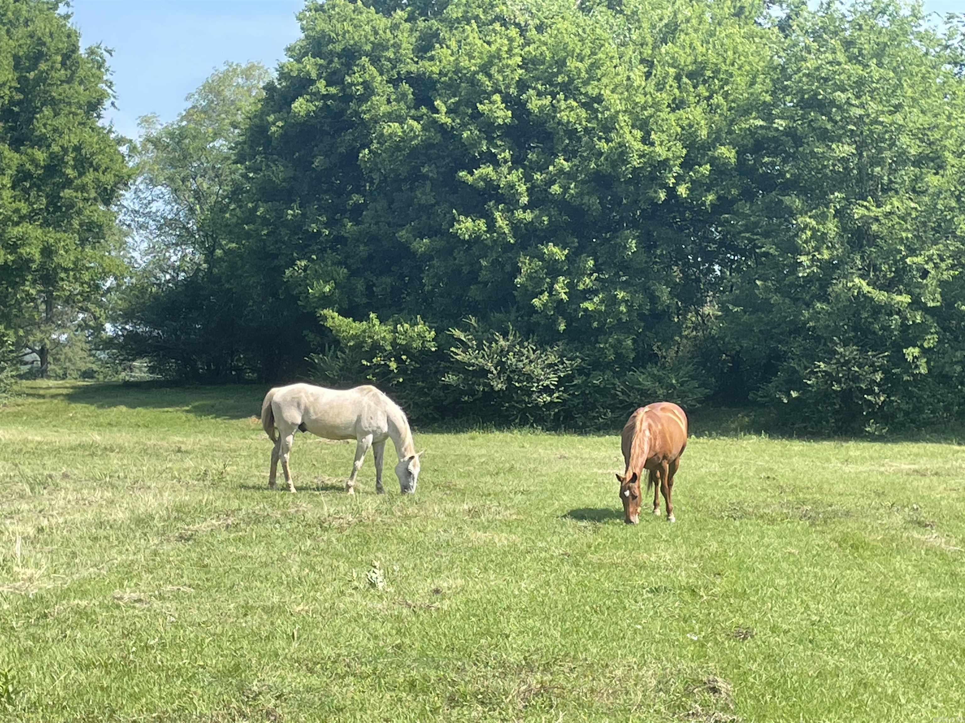 BIGELOW CITY ACREAGE - Residential