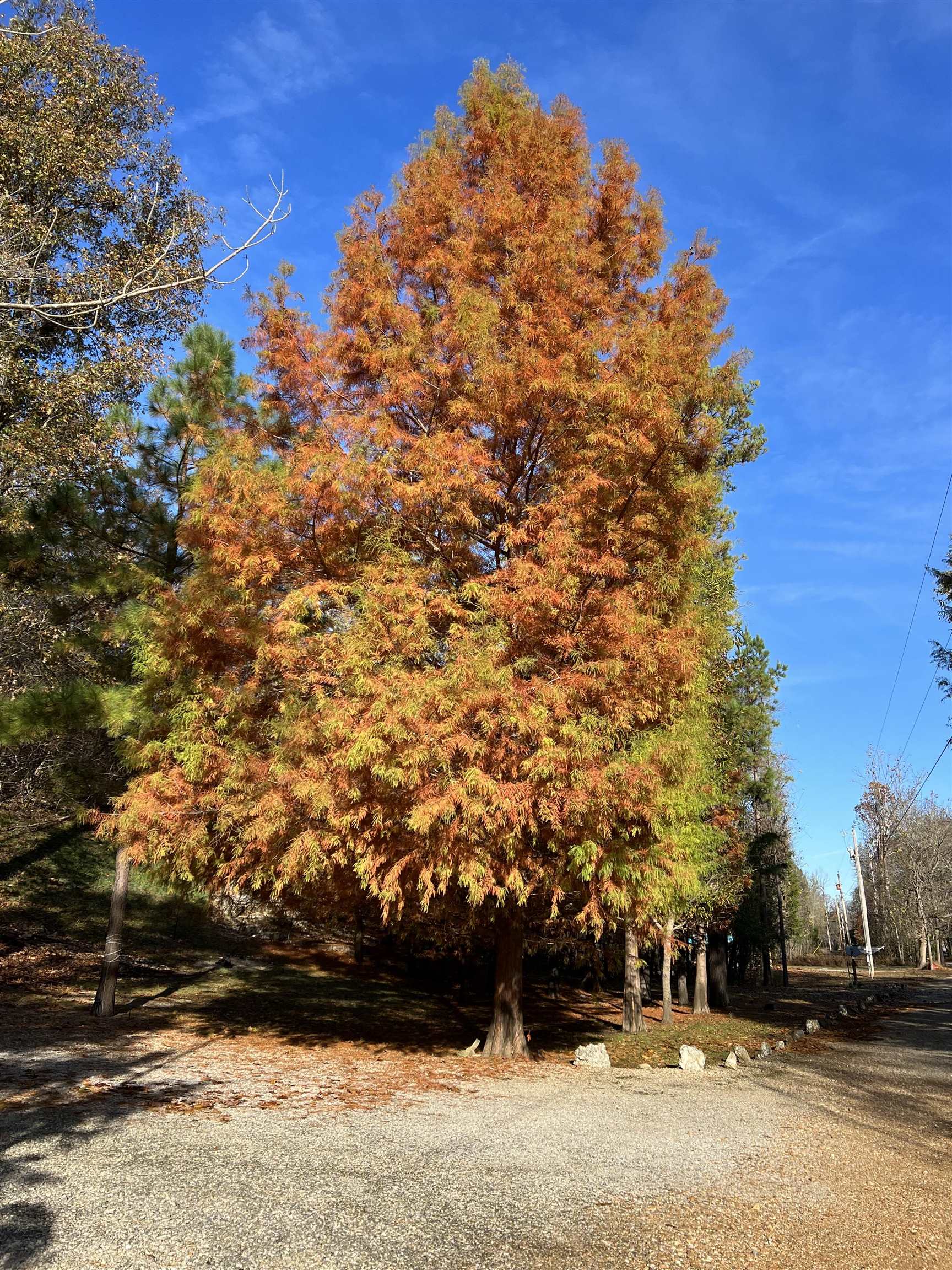 Spring Wood - Land