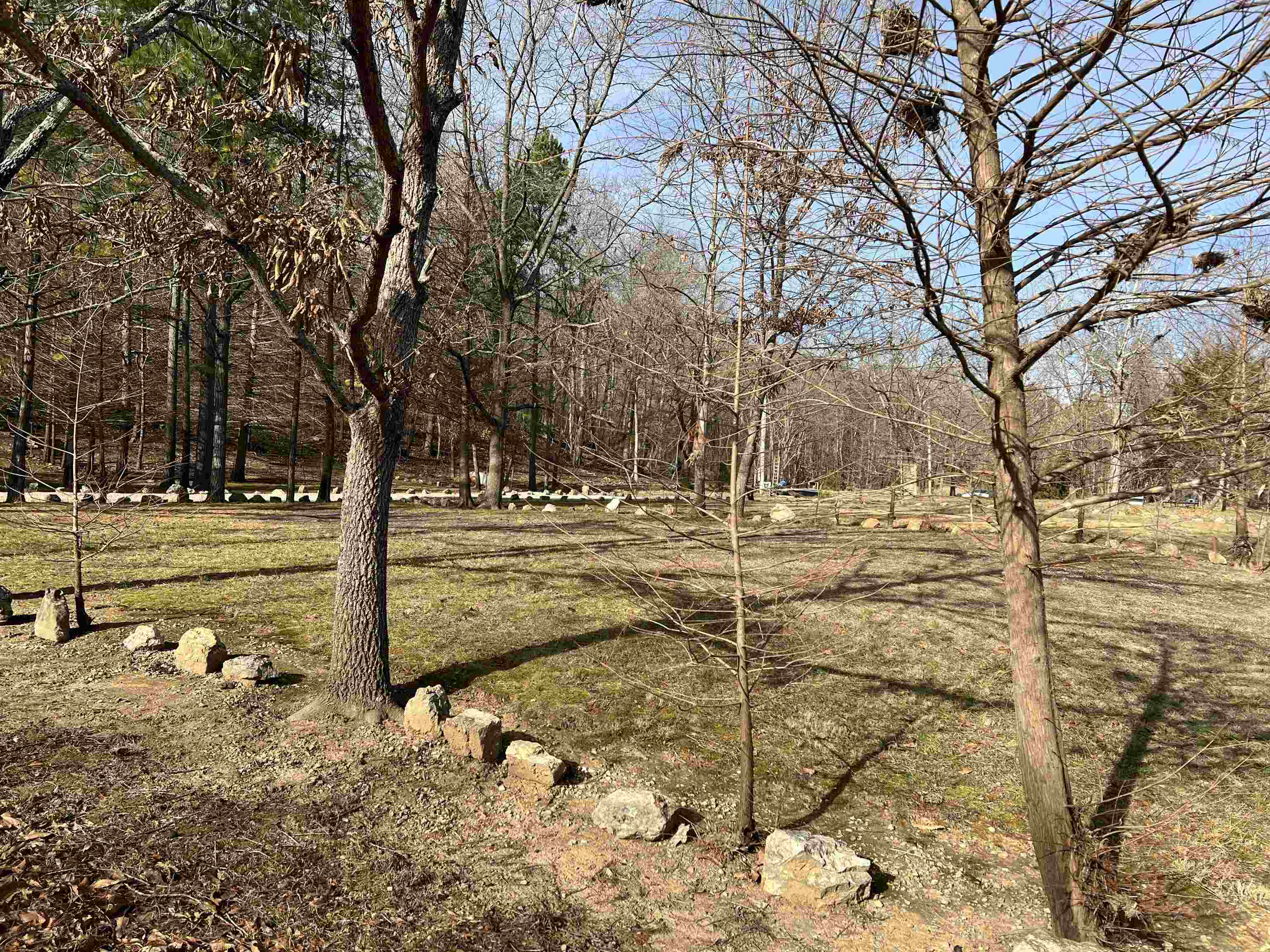 Spring Wood - Land