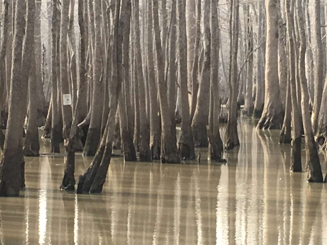 Lake - Farm