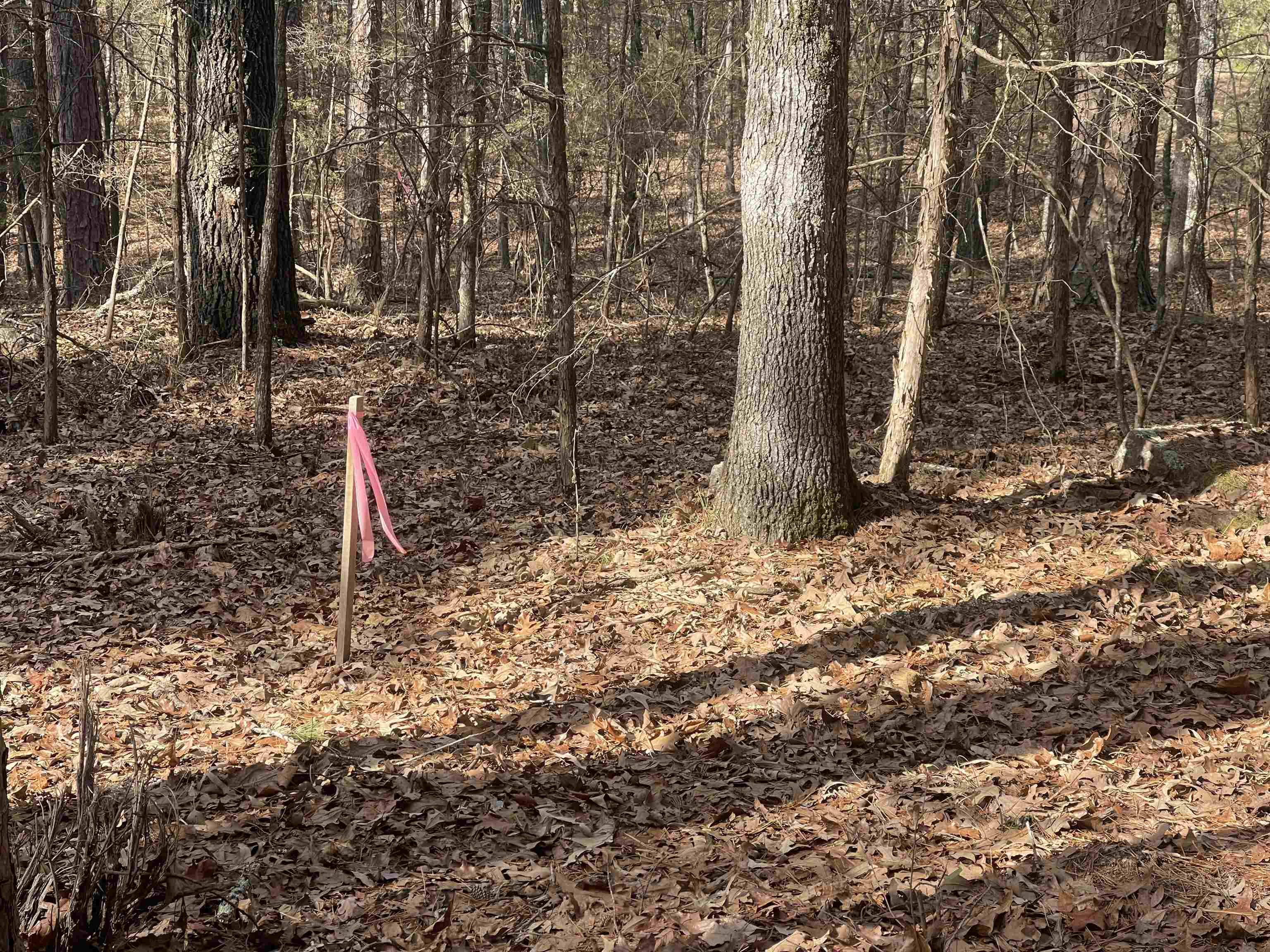 Tannenbaum - Land
