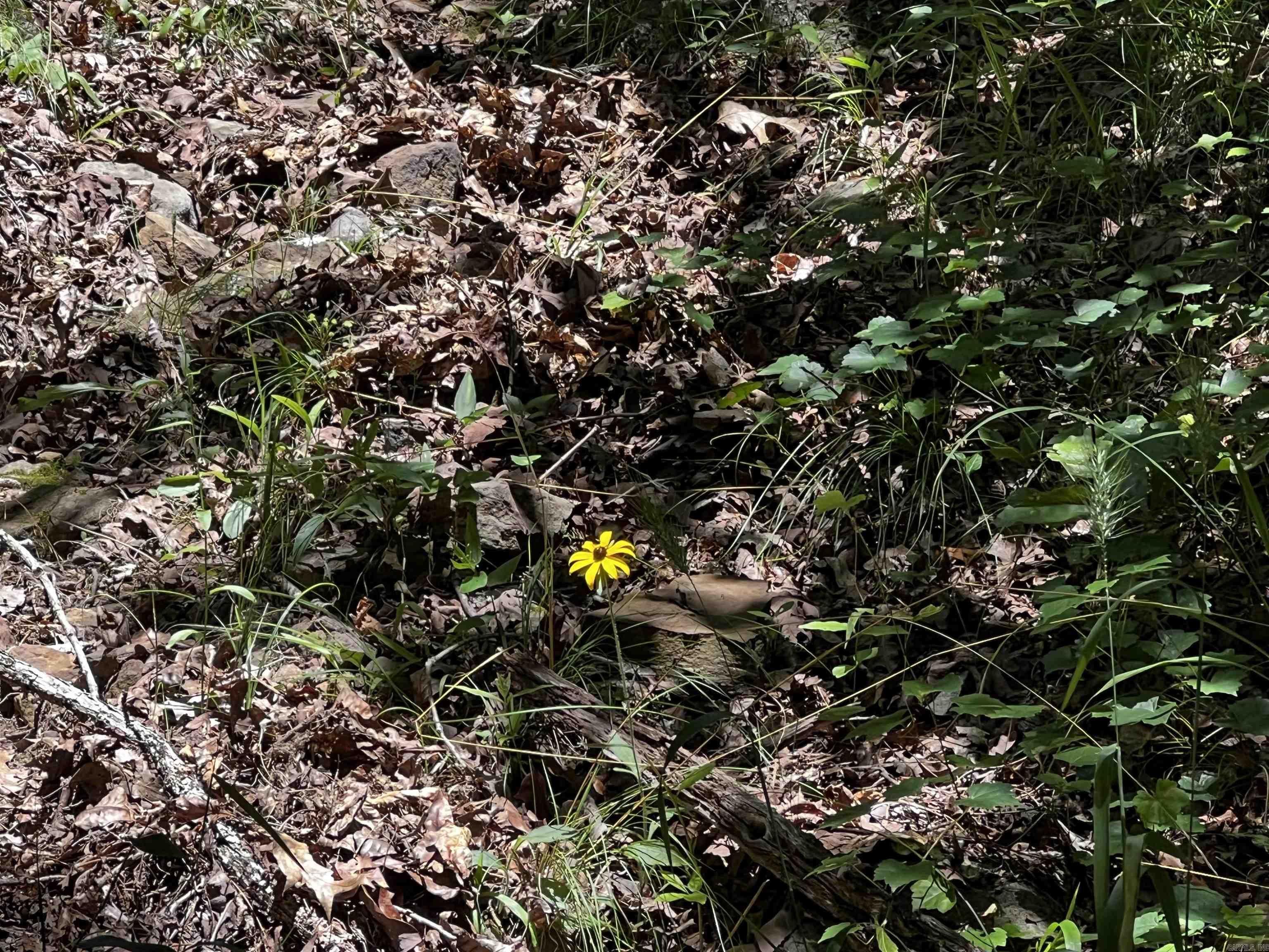01-08-10 - Land