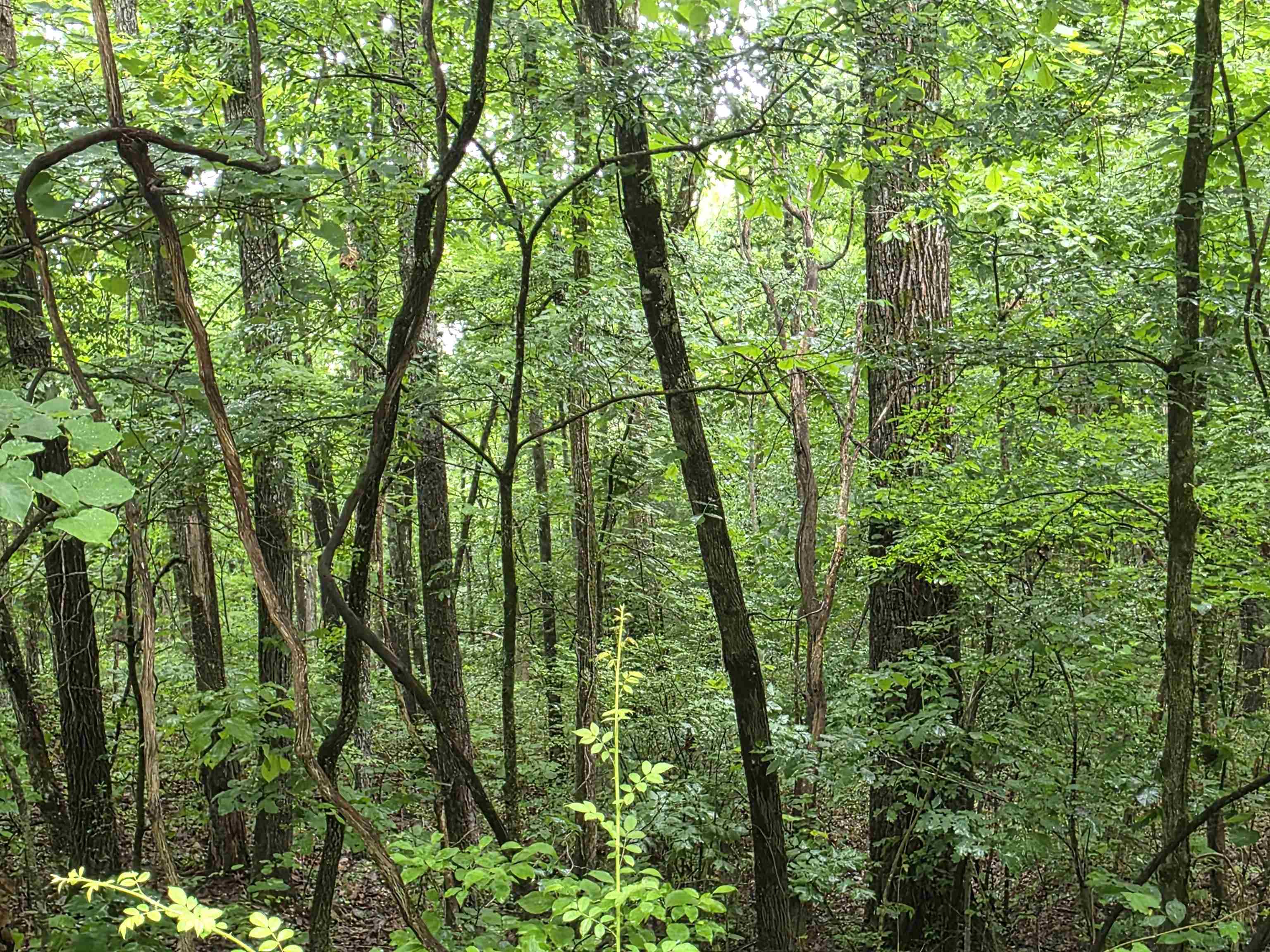 Wonderful and wooded lot close to the front of Cherokee Village. Secluded and away from it all. But close to a main road for quick exits from the Village for shopping, dining and entertainment. Buy this lot and pick your spot to build your dream home or just a getaway cabin. Otter Creek runs just across the back of the property, and a wet weather creek is just to the right property line. With ownership of this lot you will have access to all the amenities of Cherokee Village such as the 7 lakes and Two 18-hole golf courses also the Thunderbird Center and swimming pool, mini golf, parks, hiking trails and don't forget about the beautiful Southfork River for fishing, kayaking or just floating down to wet your toes. This is a wonderful lot to purchase and plan for your future home. Call to purchase this one. Owner Financing is possible, with agreeable terms.