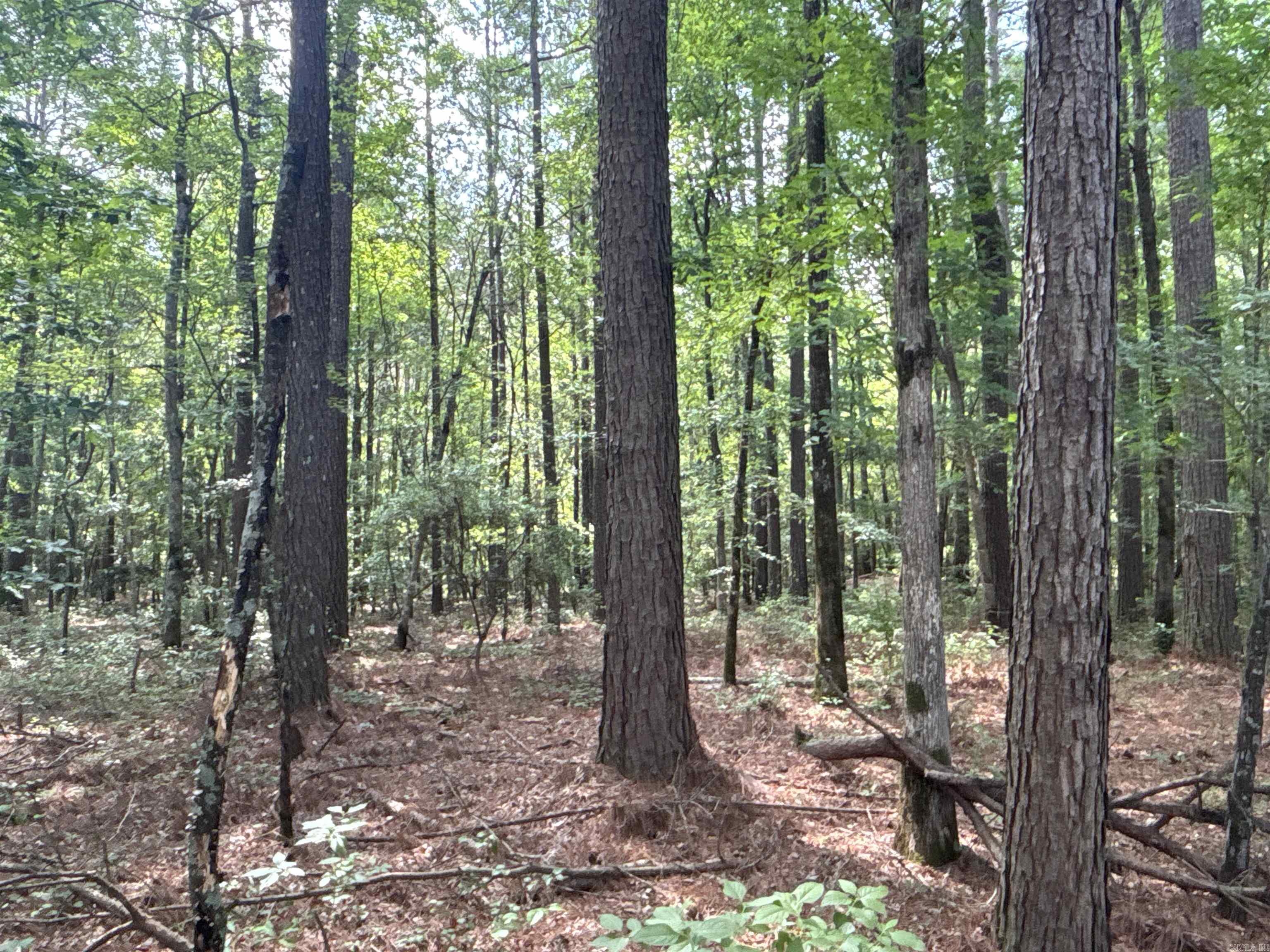 The ‘South Rosston East 371 Tract’ (#03019-004080) is a ±30-acre tract located in the south-central part of Nevada County about 2-½ miles south of Rosston.    Looking for a great timberland and hunting investment?  Look no further as this may be it!  This property has great access via US Highway 371, which serves as the west boundary.  The property has a mixture of mature pine and hardwood that not only is great deer and turkey habitat but also provides immediate income potential!  A timber inventory is available upon request.  Acreage is GIS estimated.  Want more?!...This property is part of a larger 99-acre tract that includes a house!  See CARMLS# 25022665