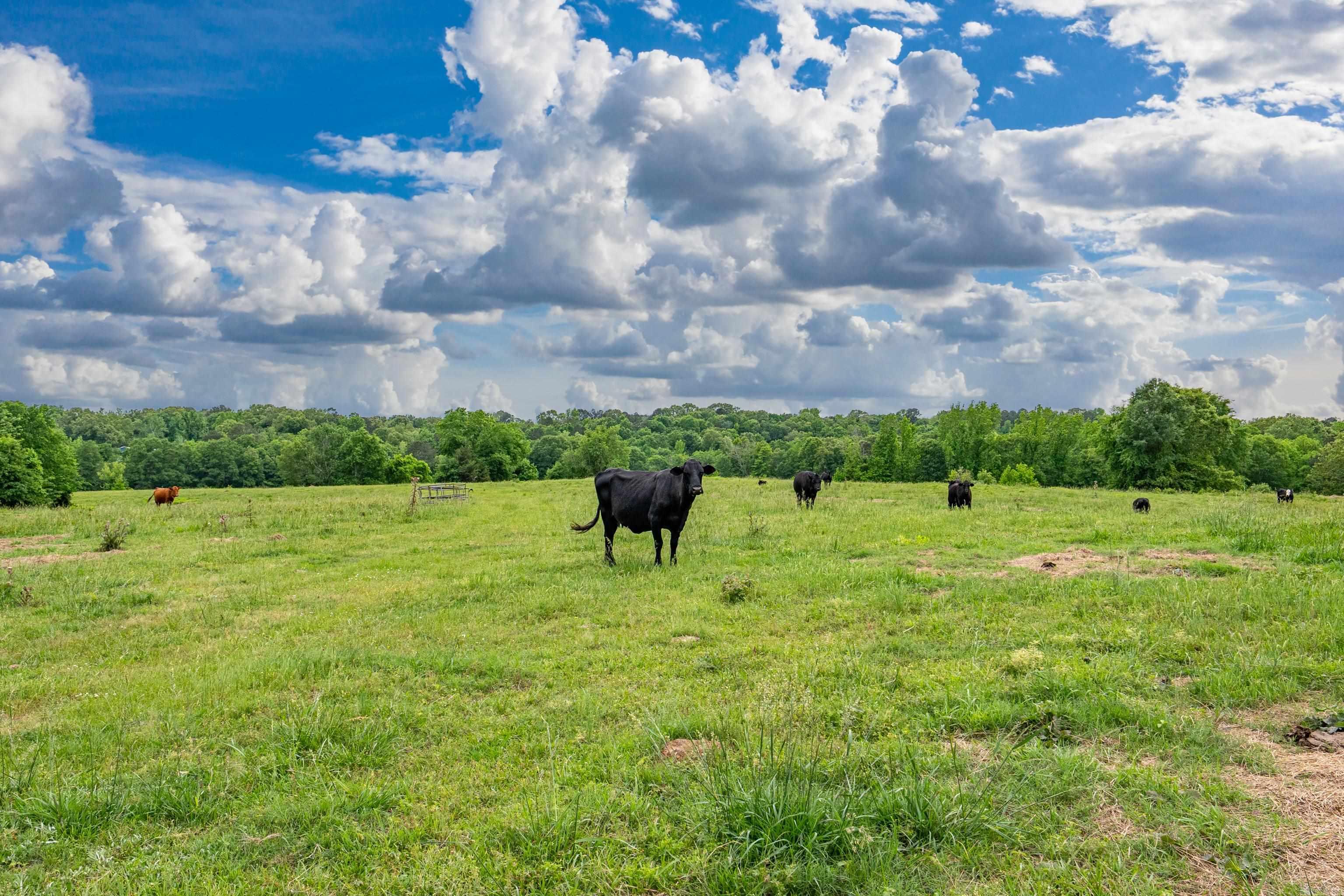 Discover the perfect blend of ranching and recreational opportunity at 371 Highway 128, Bismarck, AR. This exceptional 189-acre cattle farm and hunting property offers everything you need for a working operation or a private retreat.  The property features improved pasture ideal for grazing, along with a mix of timber that provides excellent habitat for deer and other wildlife—making it a true sportsman’s paradise. A live creek winds through the land, offering a reliable water source for livestock and enhancing the natural beauty of the setting.  At the heart of the property sits a spacious farmhouse with approximately 2,000+ square feet, providing comfortable living with room to update or customize to your taste. Multiple potential homesites throughout the acreage offer additional building opportunities or expansion options. There are multiple out buildings, shop, and barns on the property as well as 3 water meters, 3 septic systems and a well.   With road frontage on Highway 128 and a convenient location just minutes from Bismarck and a short drive to Arkadelphia and Hot Springs, this property combines privacy with accessibility.  Just 1 Mile to Lake Degray!