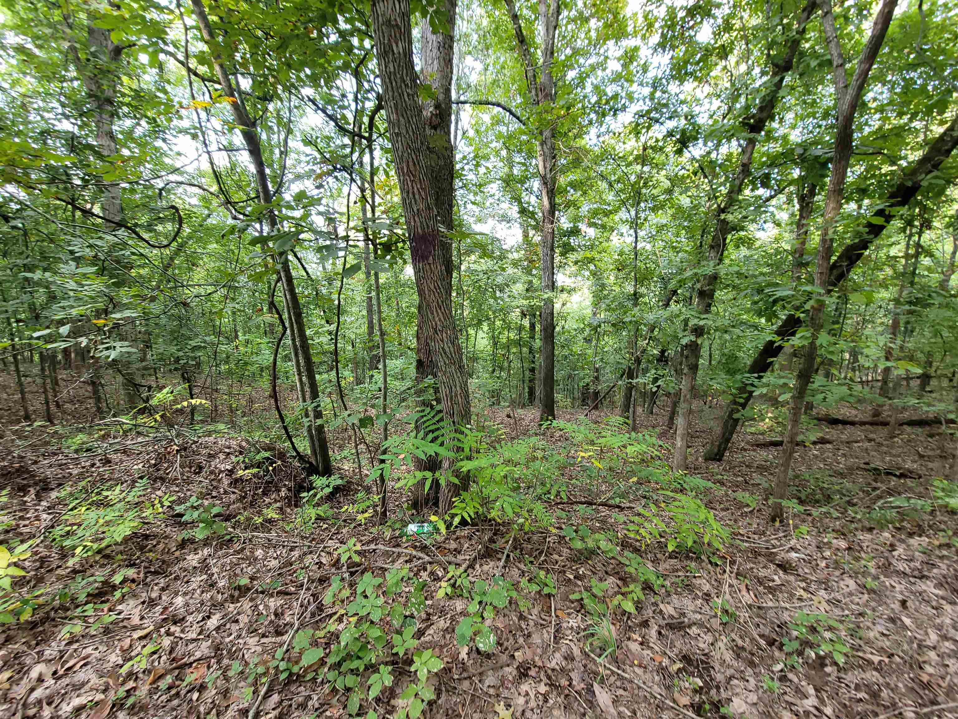 Great property on Falling Tree Ln in Flippin AR on 10 acres. Parcel # 001-00378-008 in Marion County
