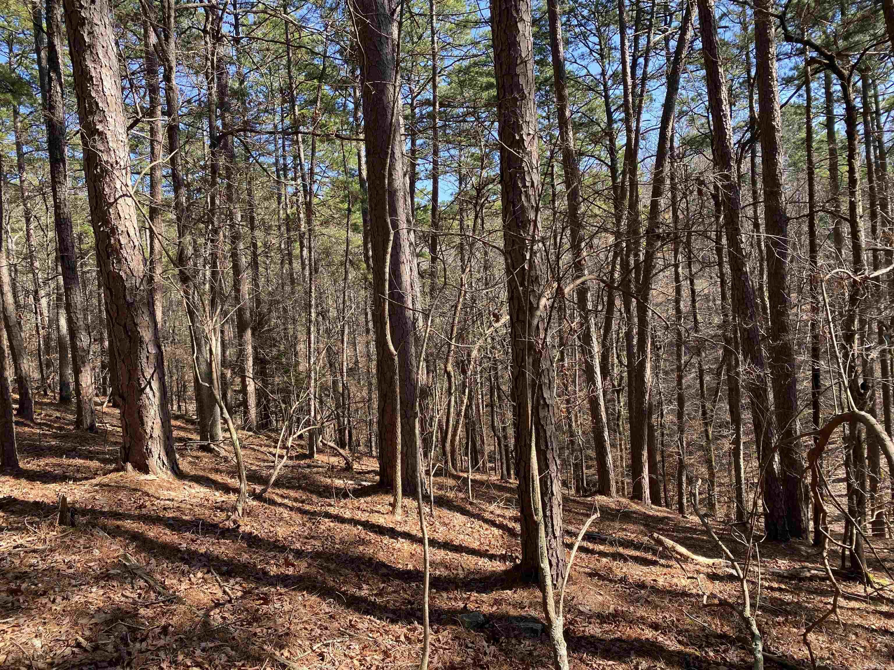 This wooded home lot would be a great spot for your lake cabin or new home! Approx. 4.34 acres covered in old forest growth AND backs up to the national forest! Have your privacy and be just minutes from Lake Ouachita, Mountain Harbor Resort and the marina.  Build your cabin back into the lot and be surrounded by the forest or build close to the street for quick, easy entry.  Lots of options on this property.  Call today and start making plans for your lake getaway!